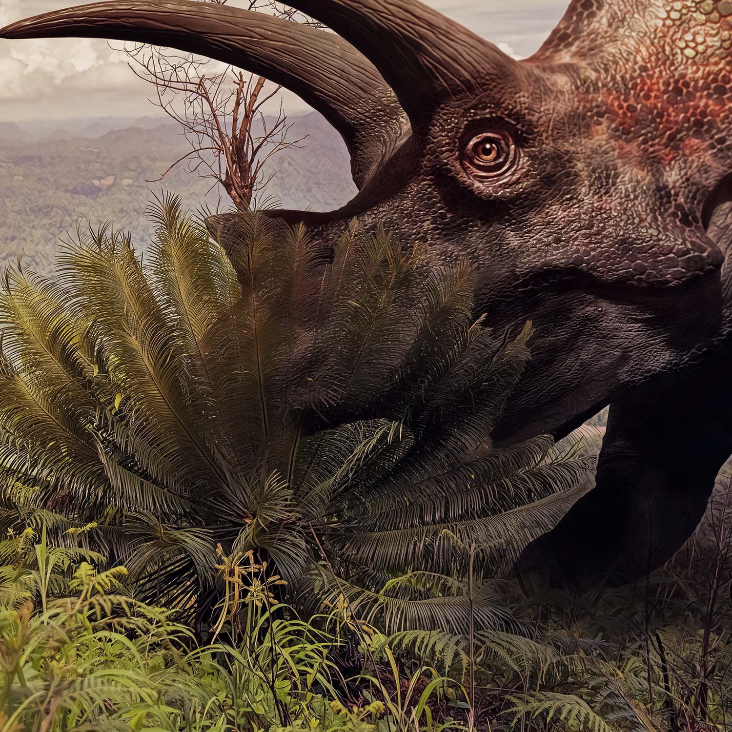 Triceratops Tooth - Image 2