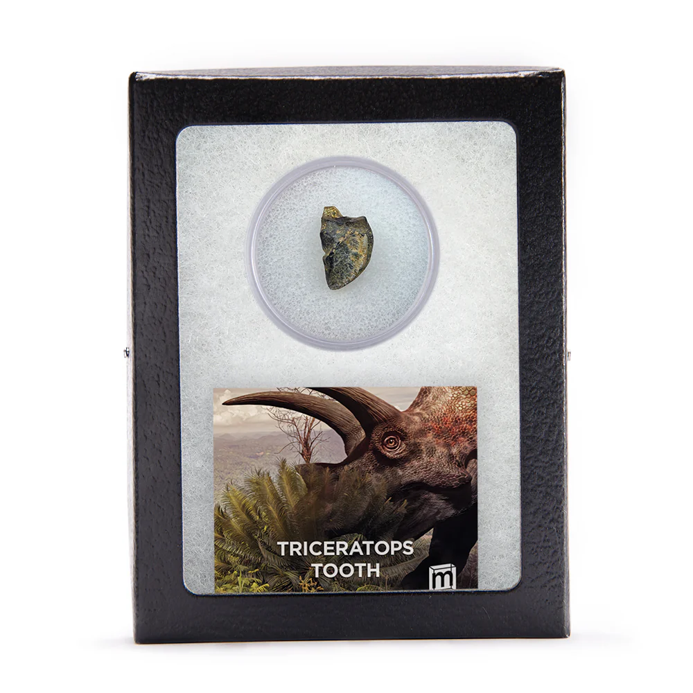 Triceratops Tooth - Image 3
