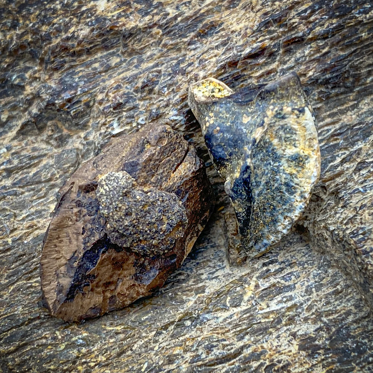 Triceratops Tooth - Image 4