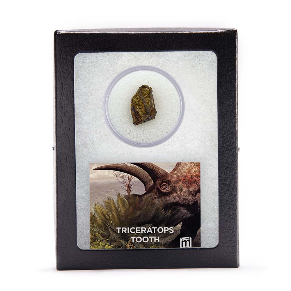 Triceratops Tooth - Image 5