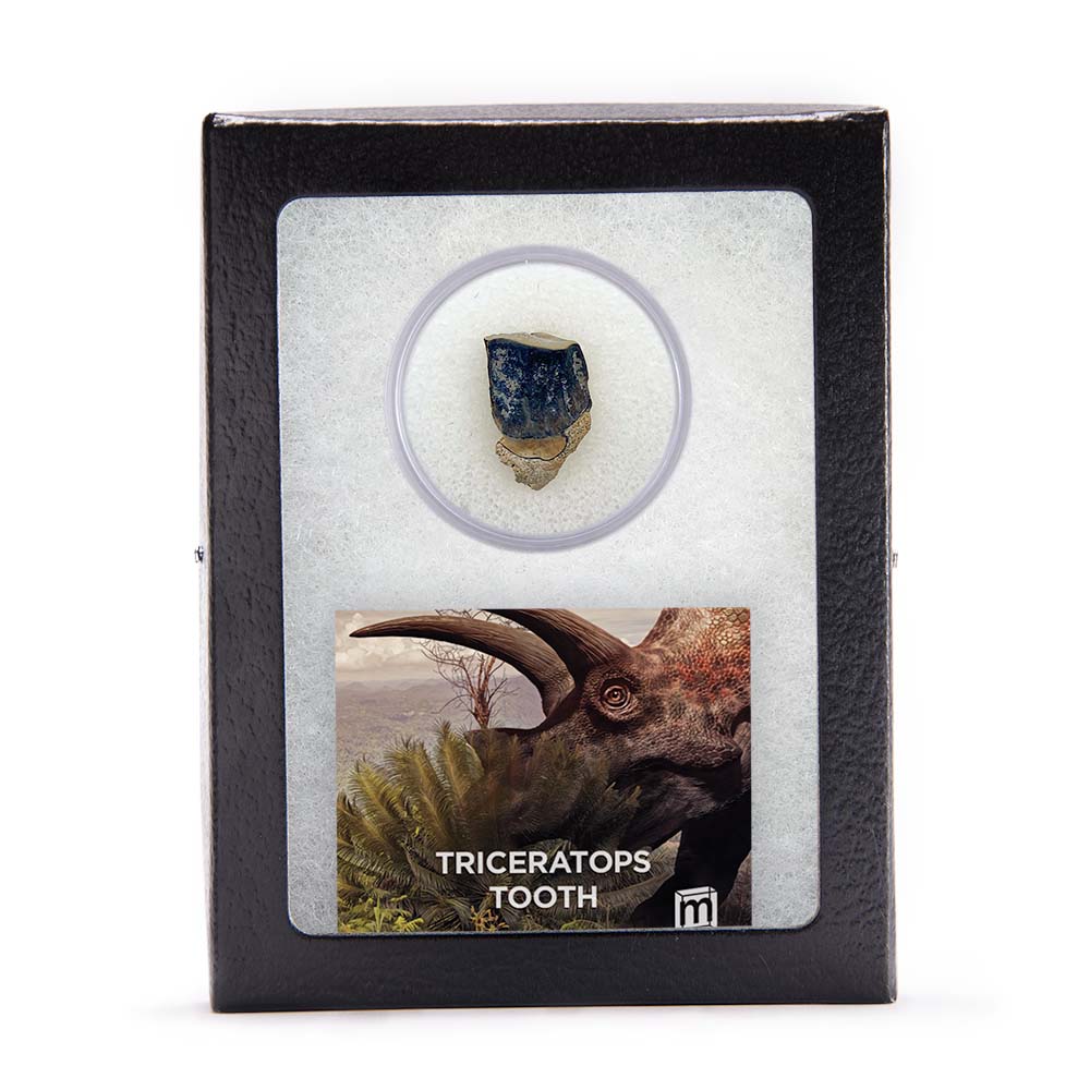 Triceratops Tooth - Image 6