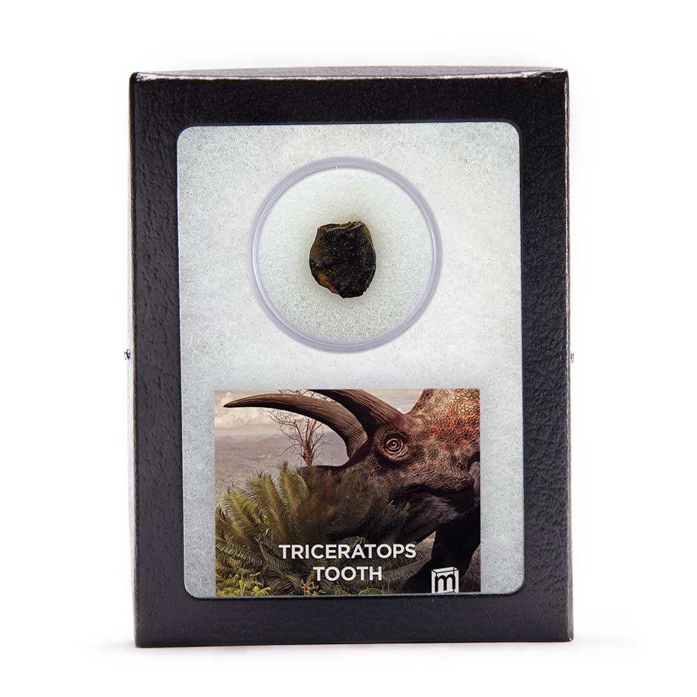 Triceratops Tooth - Image 7