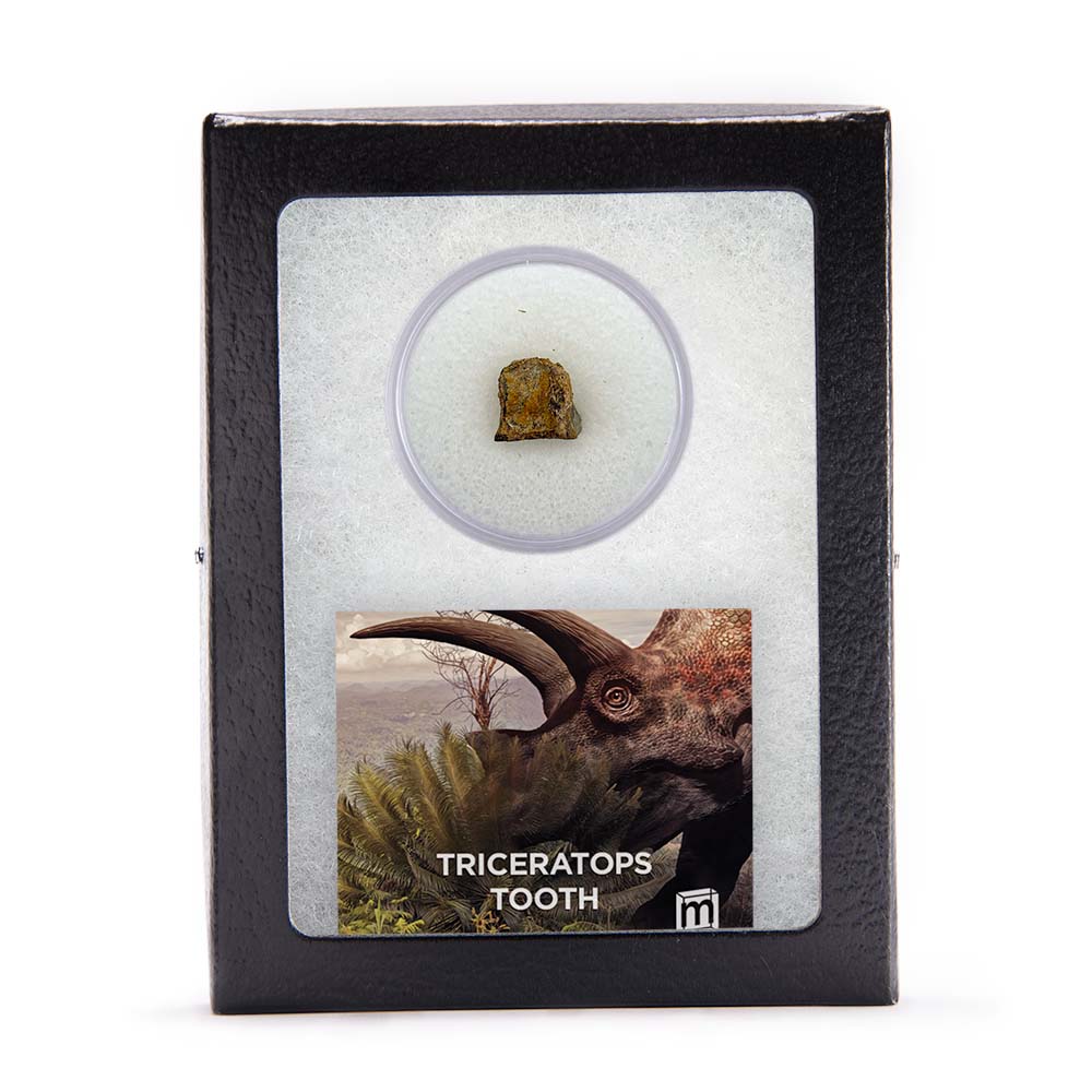 Triceratops Tooth - Image 8