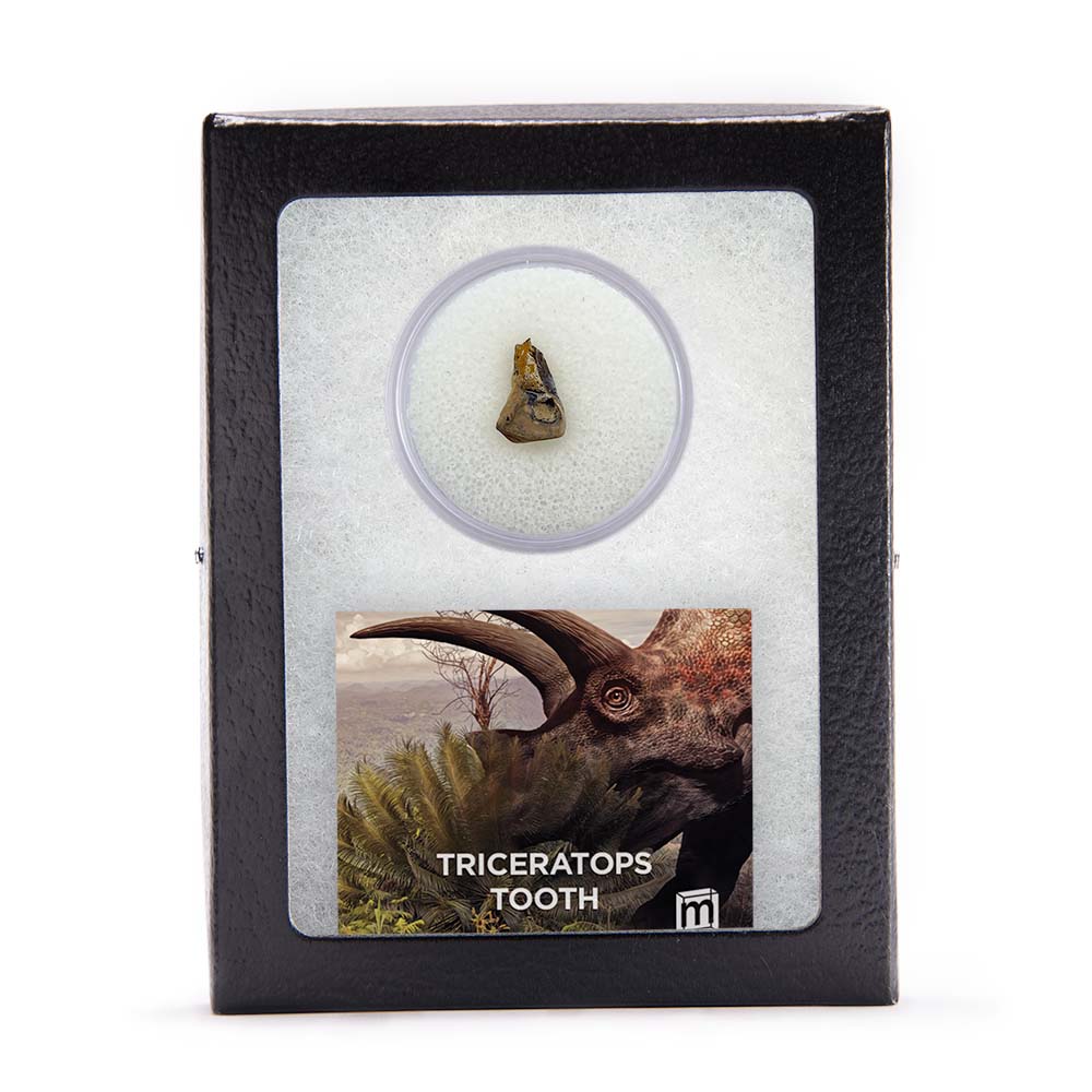 Triceratops Tooth - Image 9