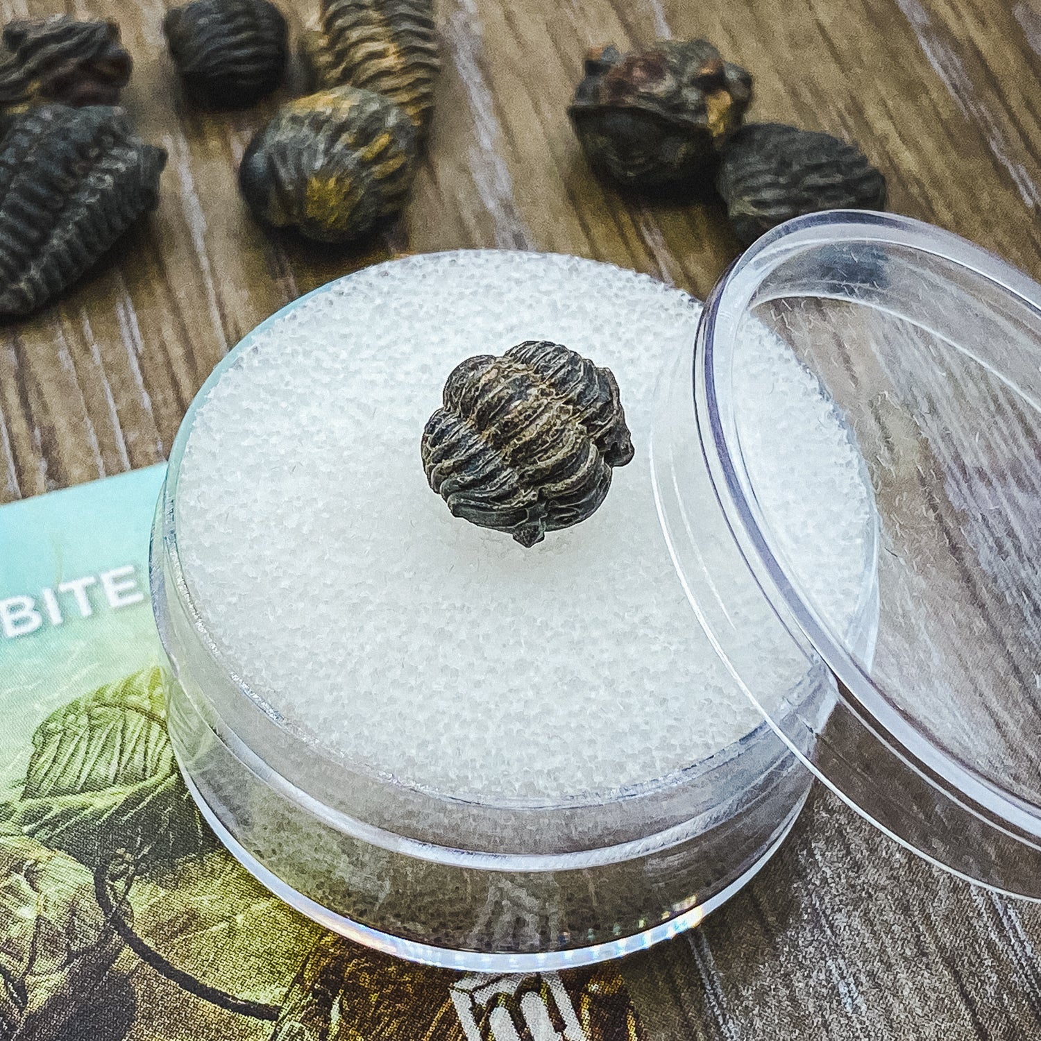 Trilobite Display Case & Handheld Sizes