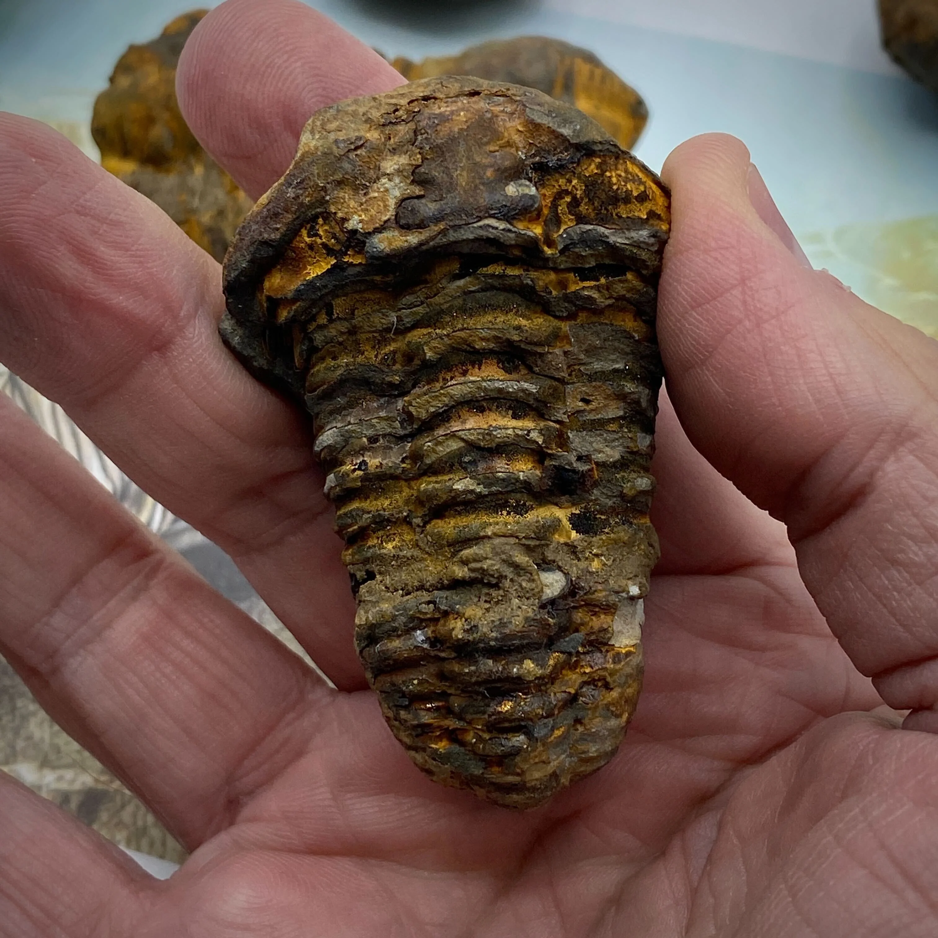 Trilobite Display Case & Handheld Sizes - Image 10