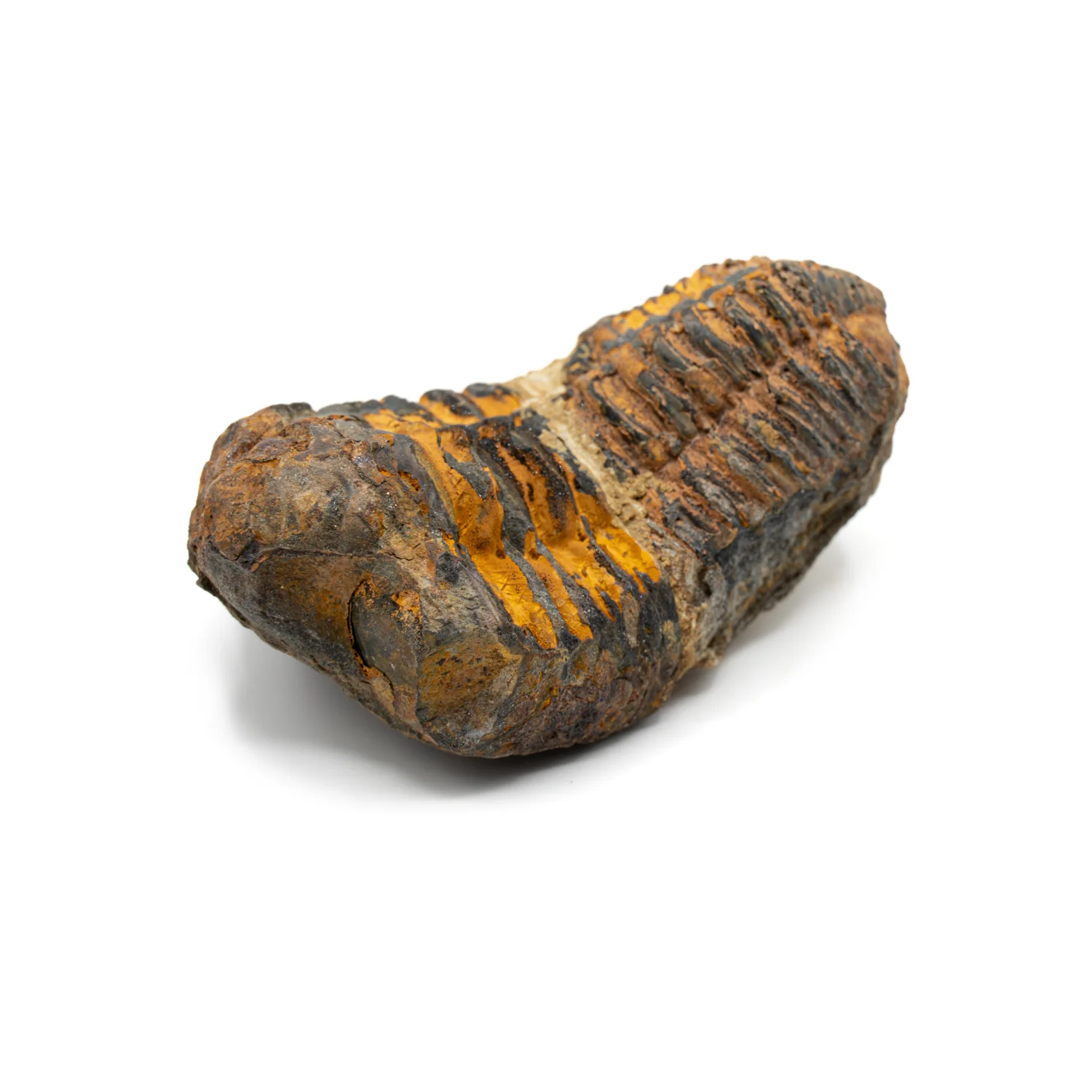 Trilobite Display Case & Handheld Sizes - Image 2