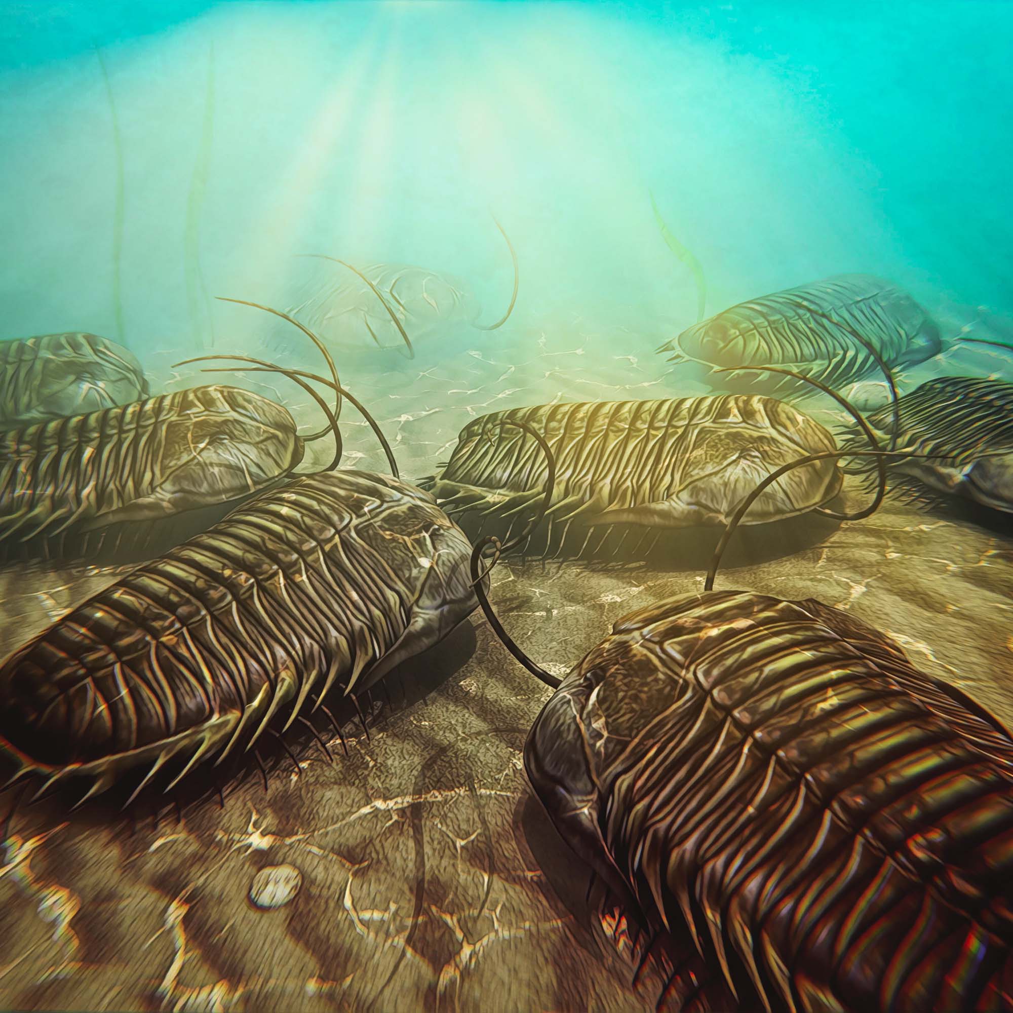 Trilobite Display Case & Handheld Sizes - Image 3