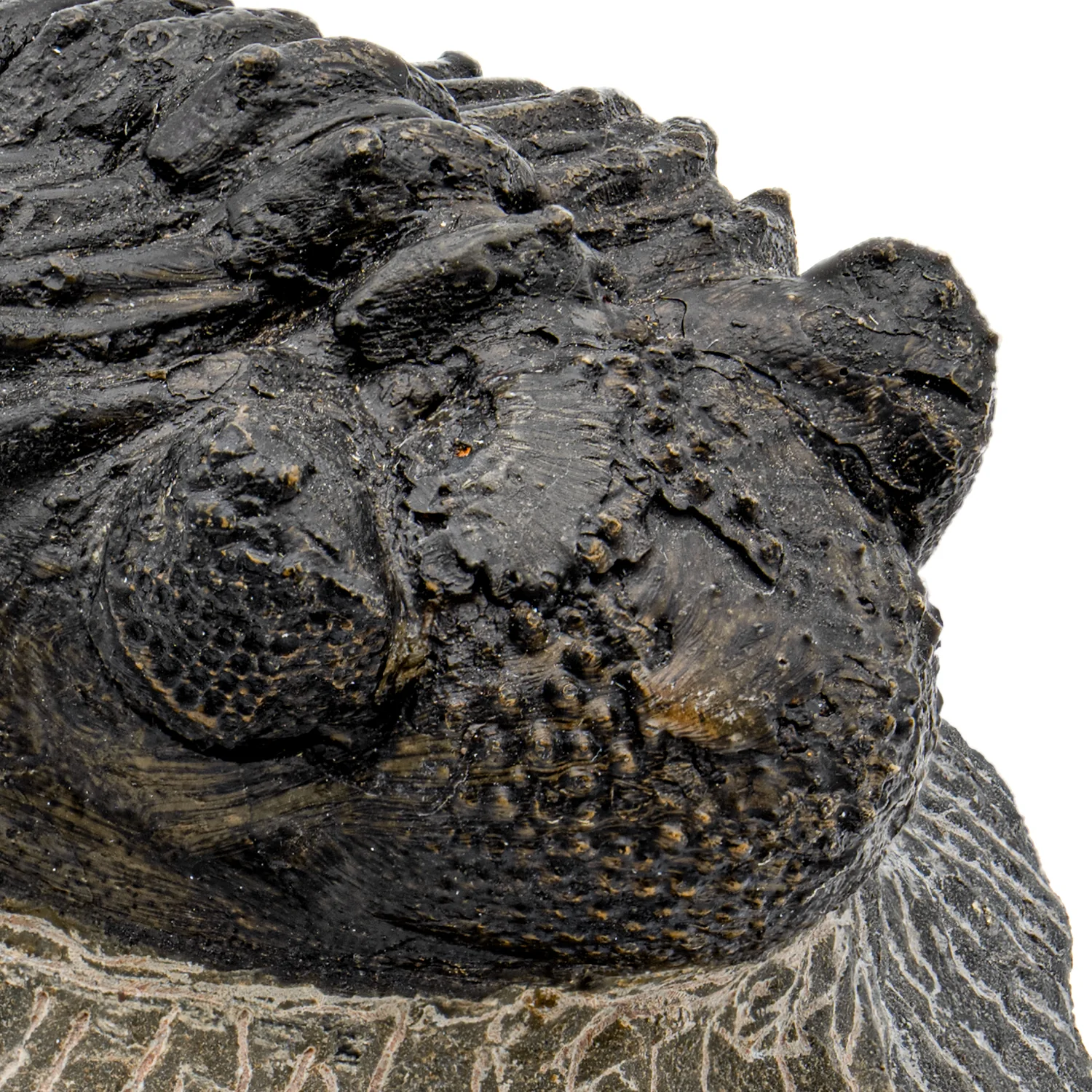 Trilobite - SOLD 4.03" Drotops megalomanicus Fossil - Image 2
