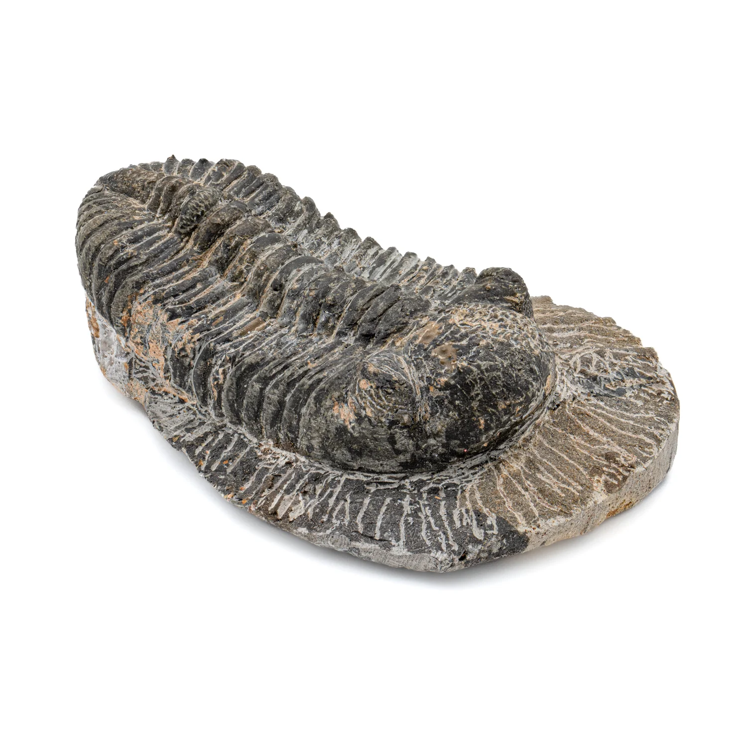 Trilobite - SOLD 4.84" Drotops megalomanicus Fossil - Image 2