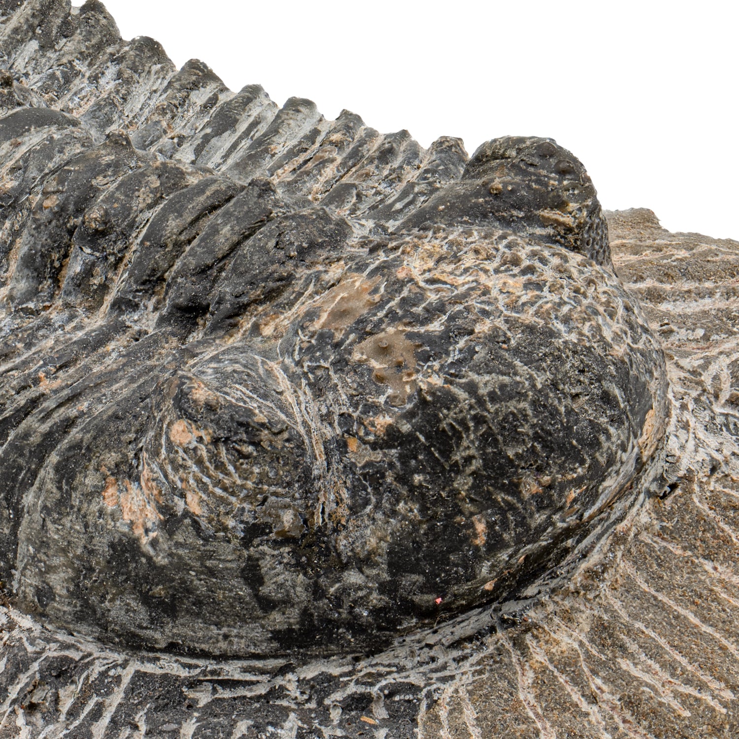 Trilobite - SOLD 4.84" Drotops megalomanicus Fossil - Image 3