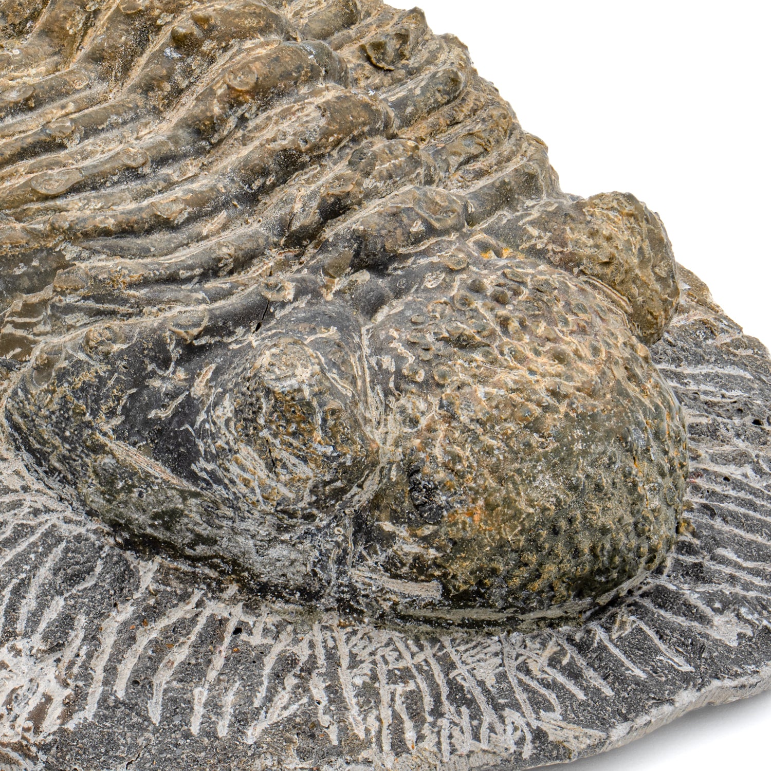 Trilobite - SOLD 4.98" Drotops megalomanicus Fossil - Image 2