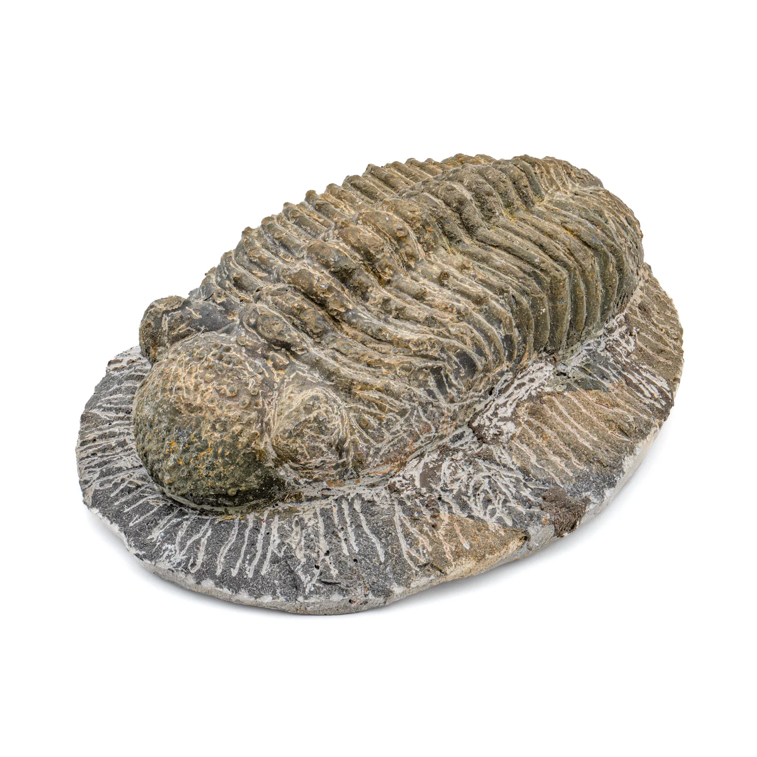 Trilobite - SOLD 4.98" Drotops megalomanicus Fossil - Image 3