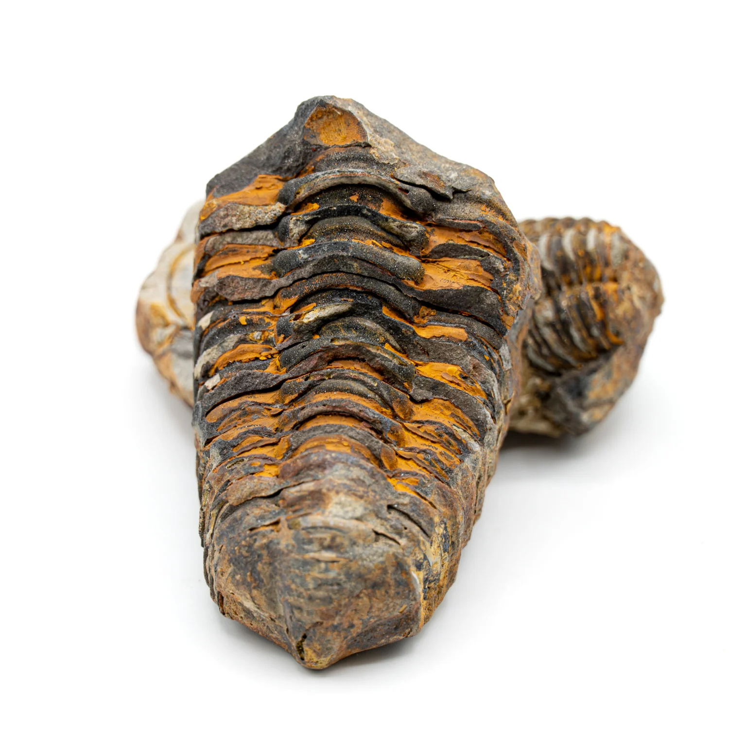 Trilobite Display Case & Handheld Sizes - Image 4