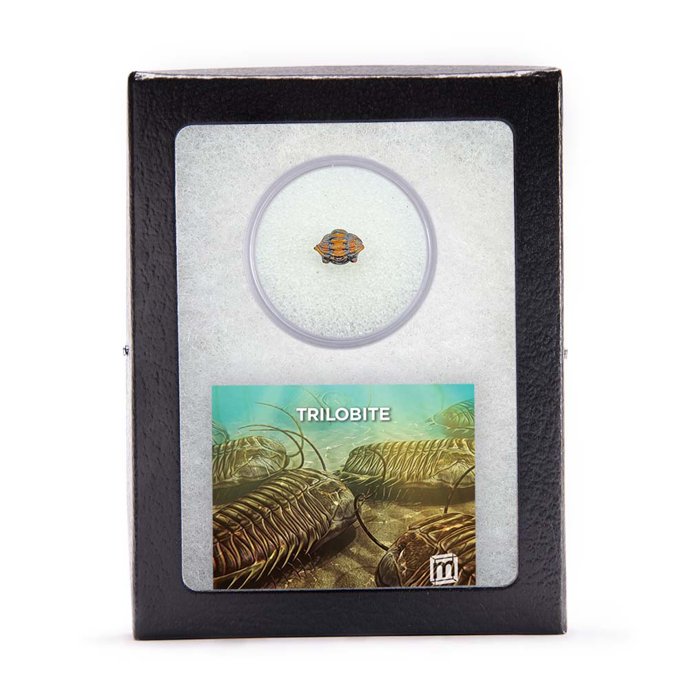 Trilobite Display Case & Handheld Sizes - Image 6