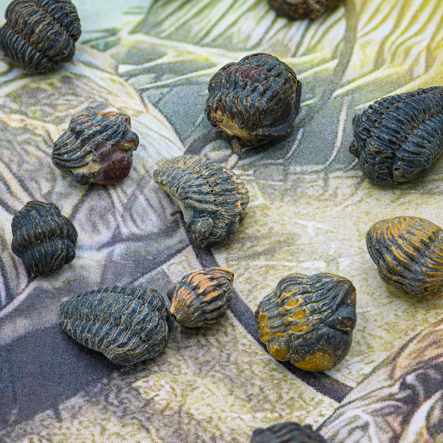 Trilobite Display Case & Handheld Sizes - Image 7