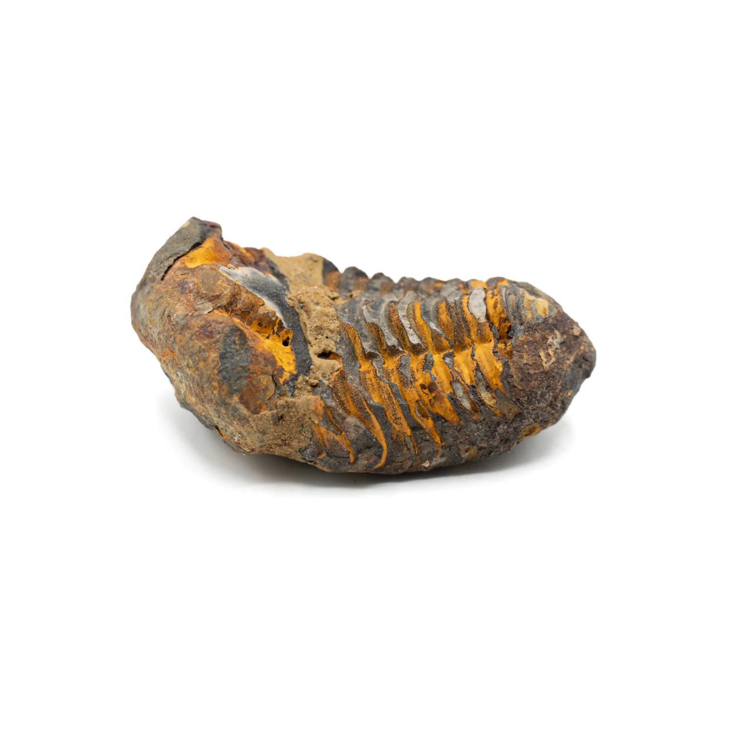 Trilobite Display Case & Handheld Sizes - Image 8