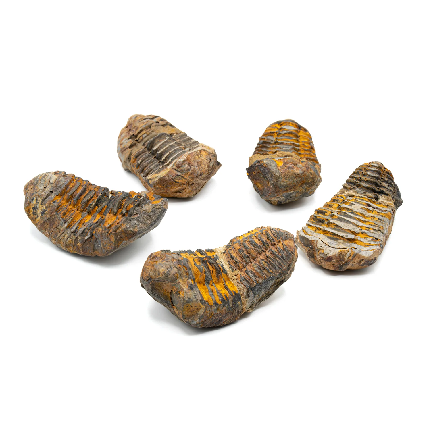 Trilobite Display Case & Handheld Sizes - Image 9