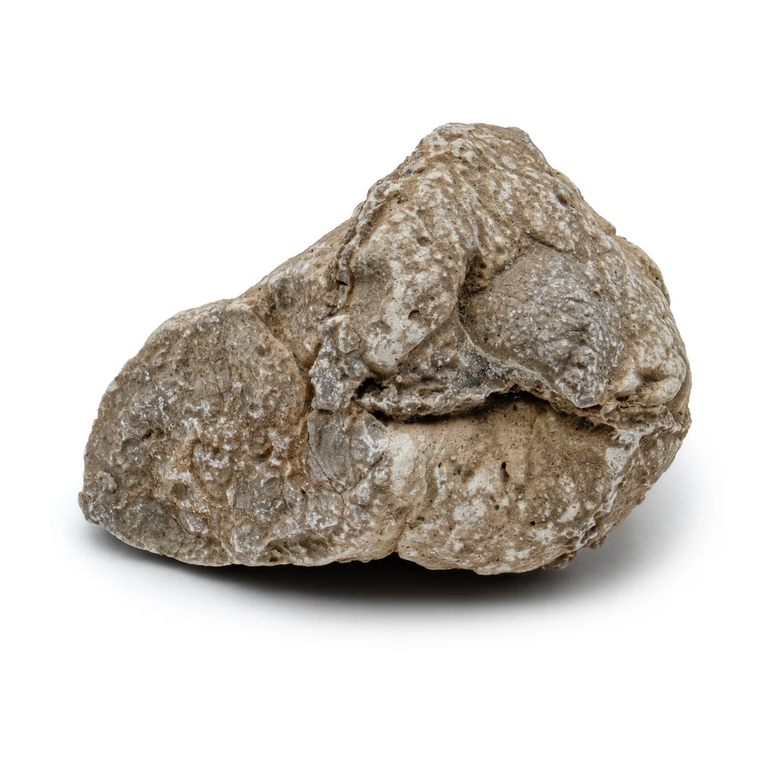 Two Medicine Formation Coprolite - SOLD 1.37"