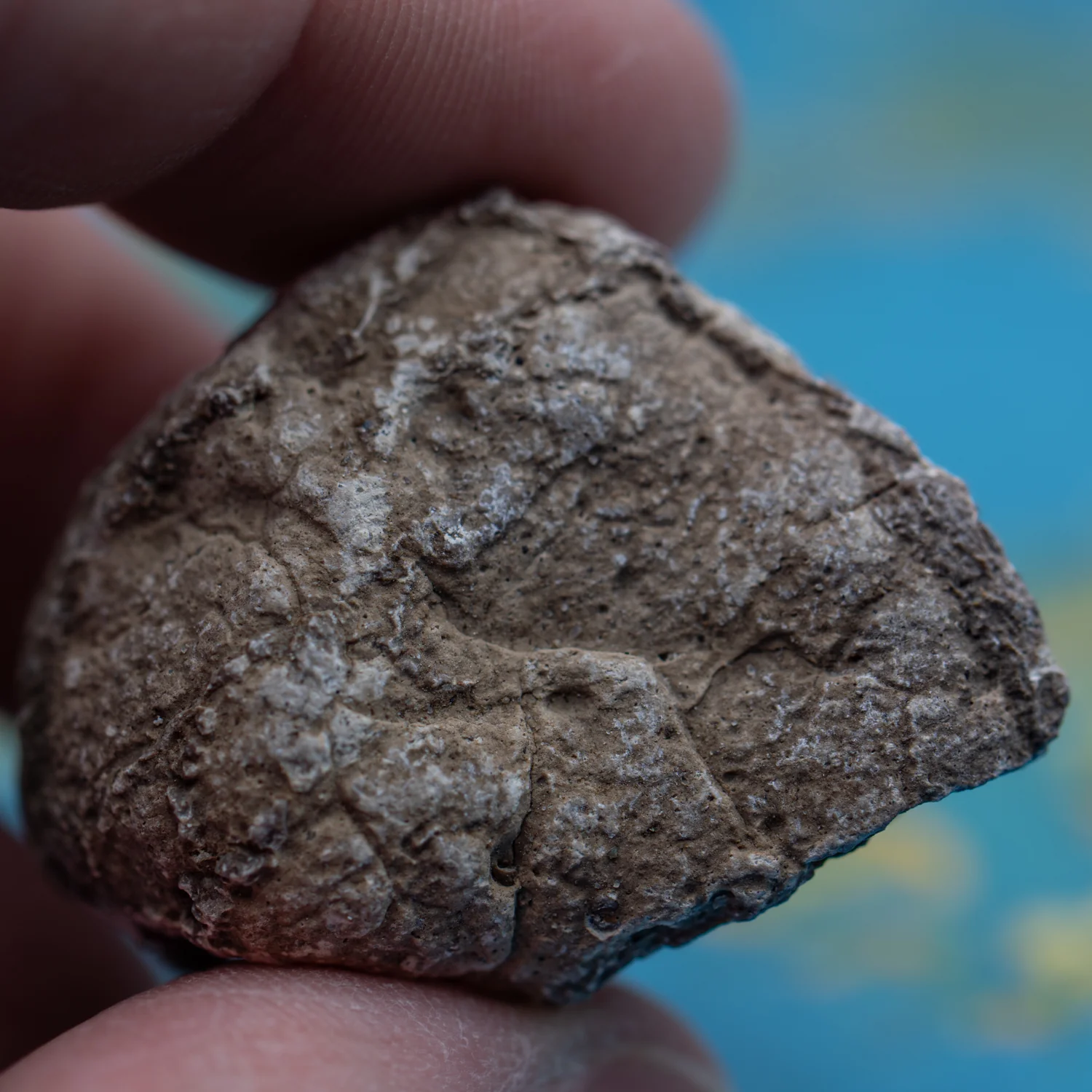 Two Medicine Formation Coprolite - SOLD 1.37" - Image 2