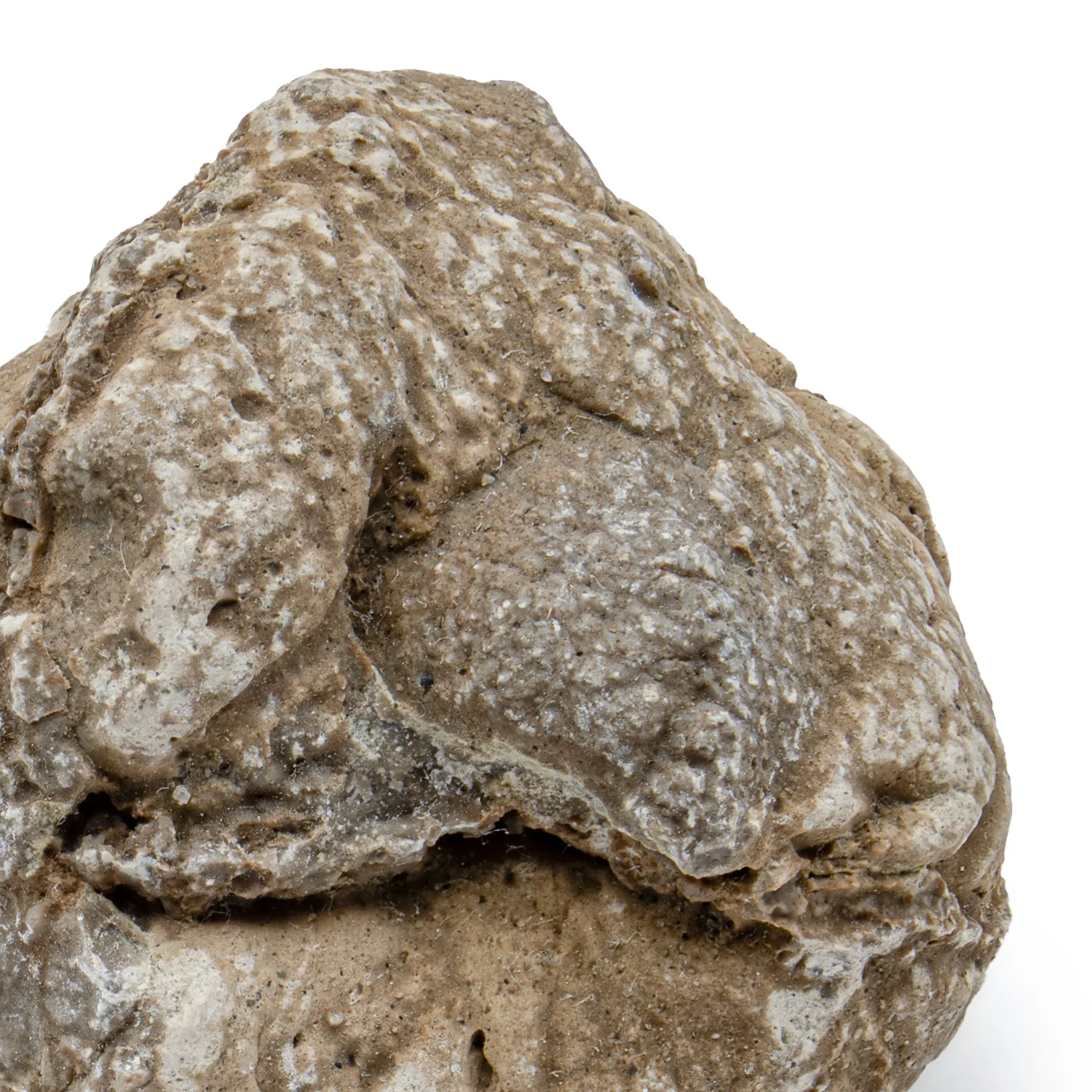 Two Medicine Formation Coprolite - SOLD 1.37" - Image 3