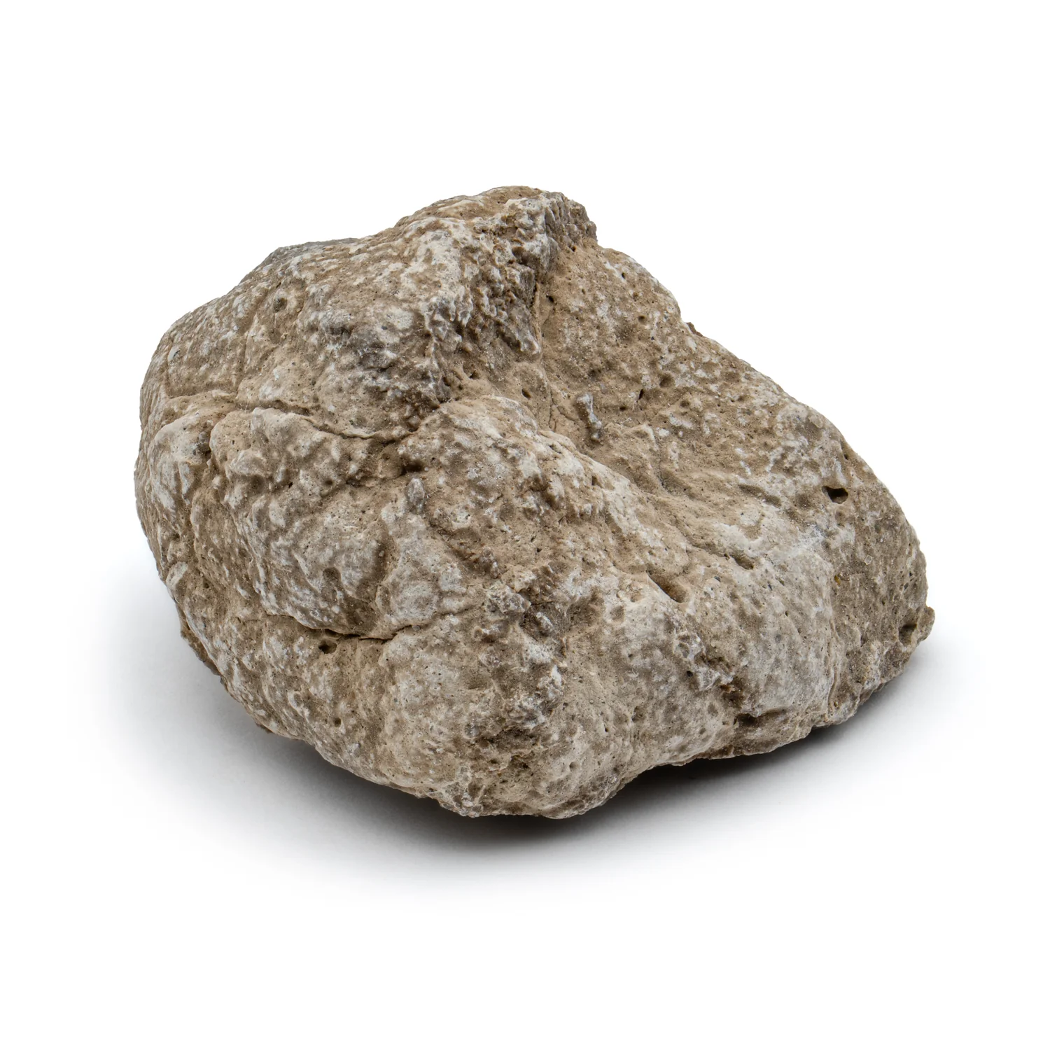 Two Medicine Formation Coprolite - SOLD 1.37" - Image 4