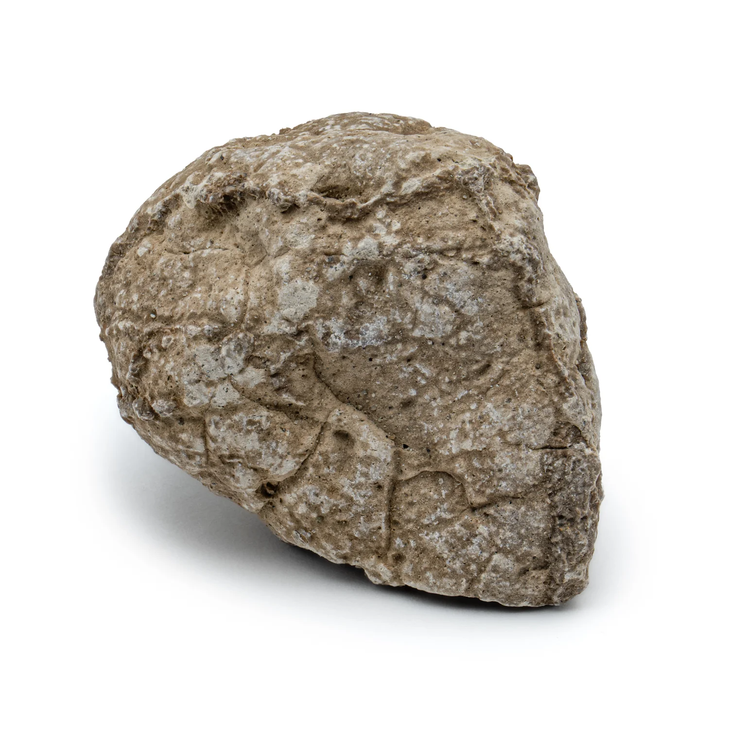 Two Medicine Formation Coprolite - SOLD 1.37" - Image 5