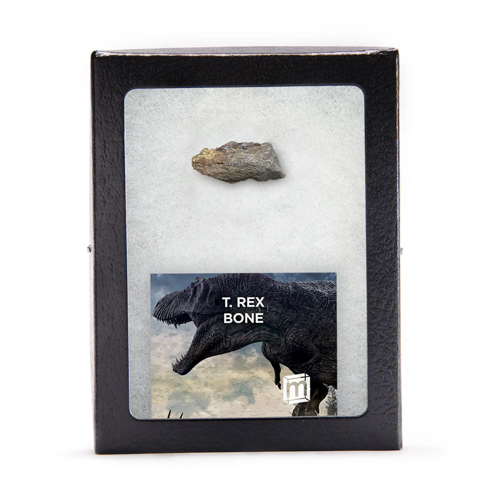 Tyrannosaurus Rex Bone - Image 3