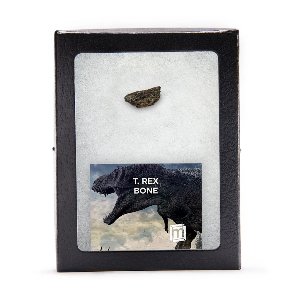 Tyrannosaurus Rex Bone - Image 5