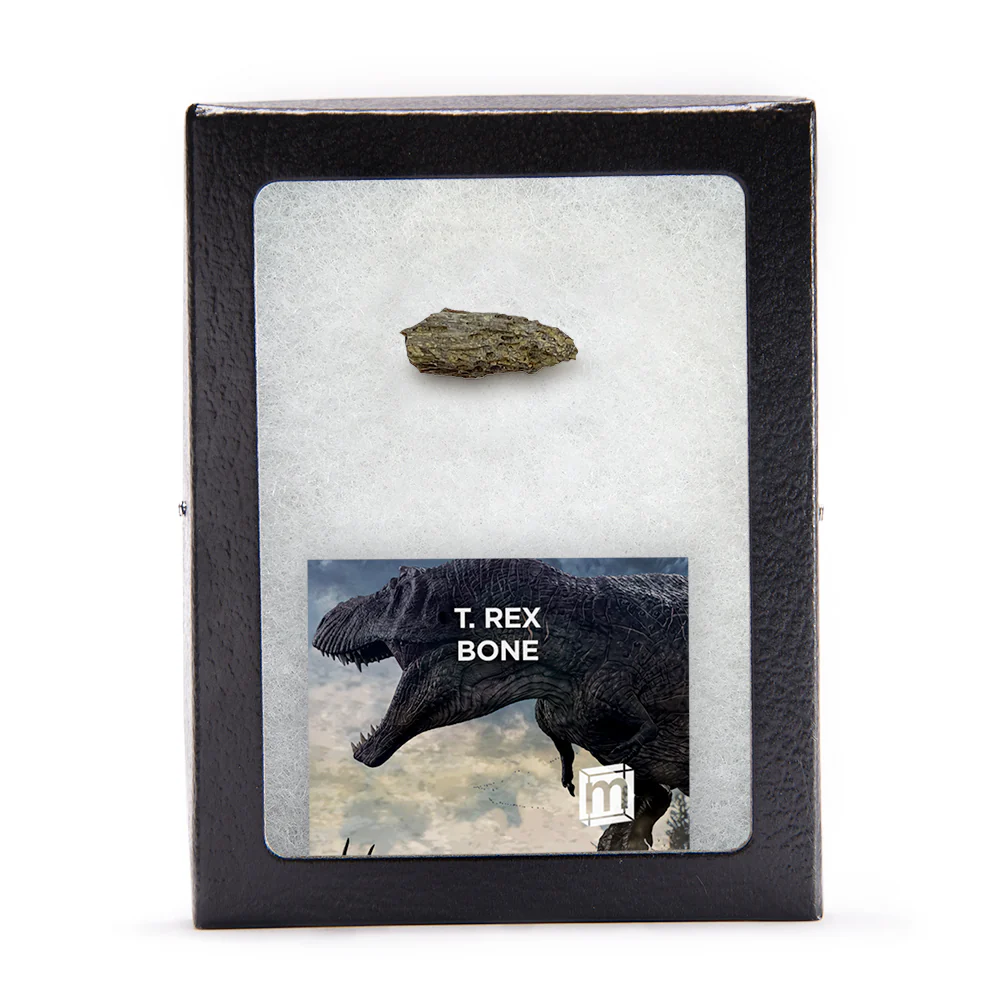Tyrannosaurus Rex Bone - Image 6