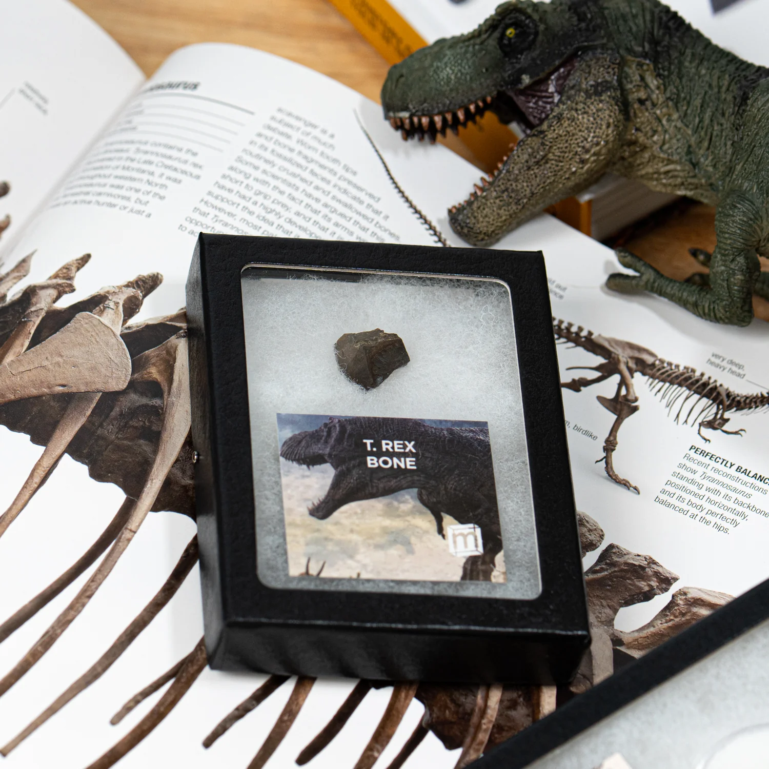 Tyrannosaurus Rex Bone - Image 7