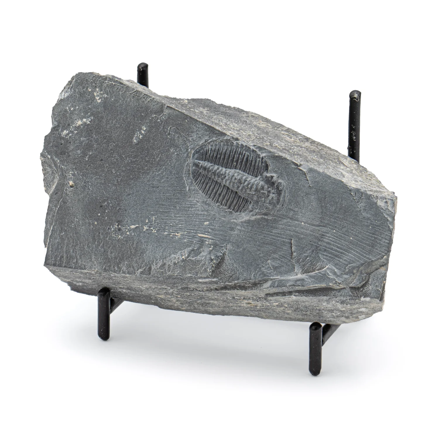 Wheeler Shale Trilobite - SOLD 3.98"