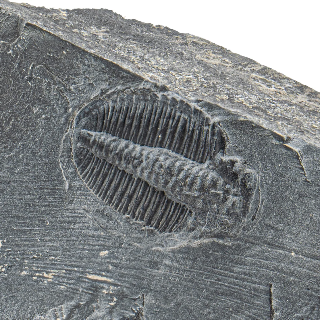 Wheeler Shale Trilobite - SOLD 3.98" - Image 2
