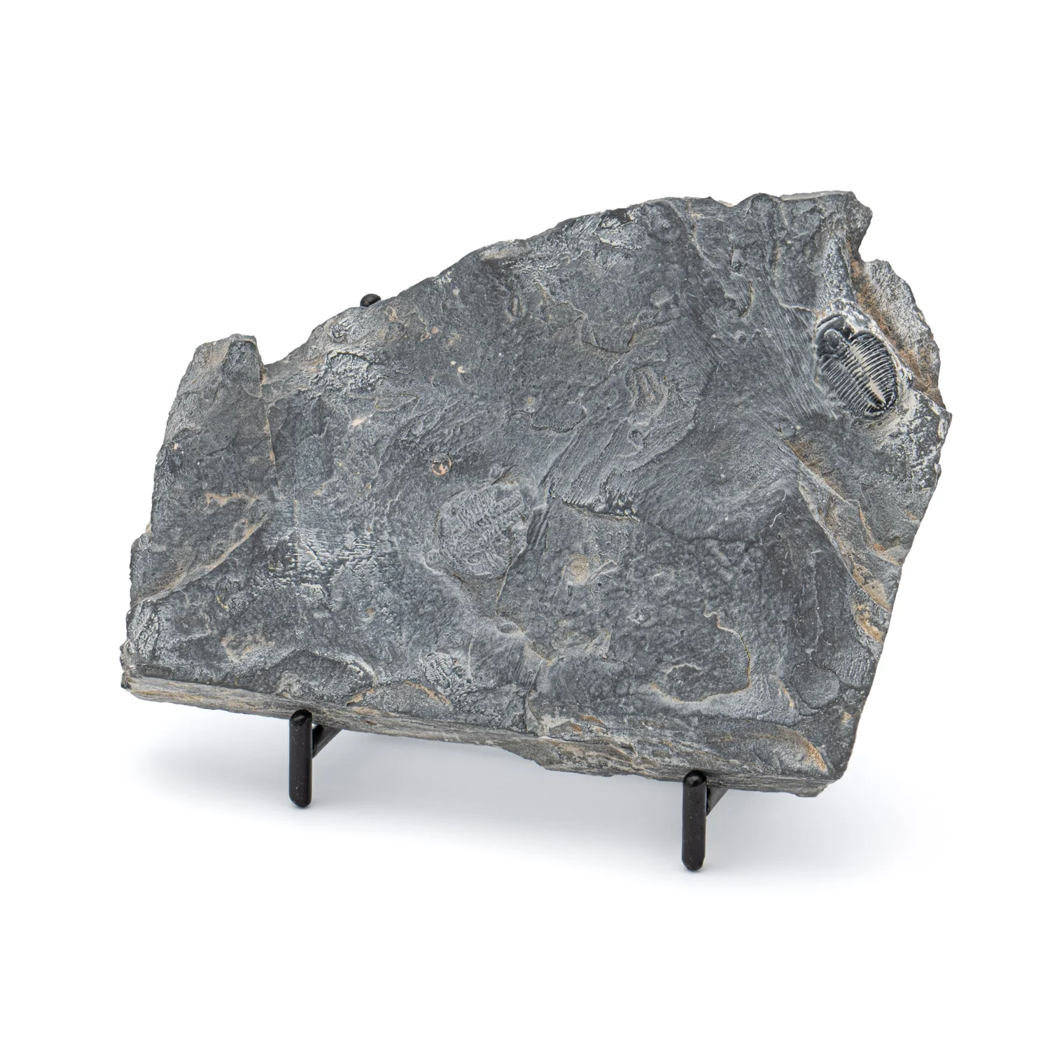 Wheeler Shale Trilobite - SOLD 4.67"