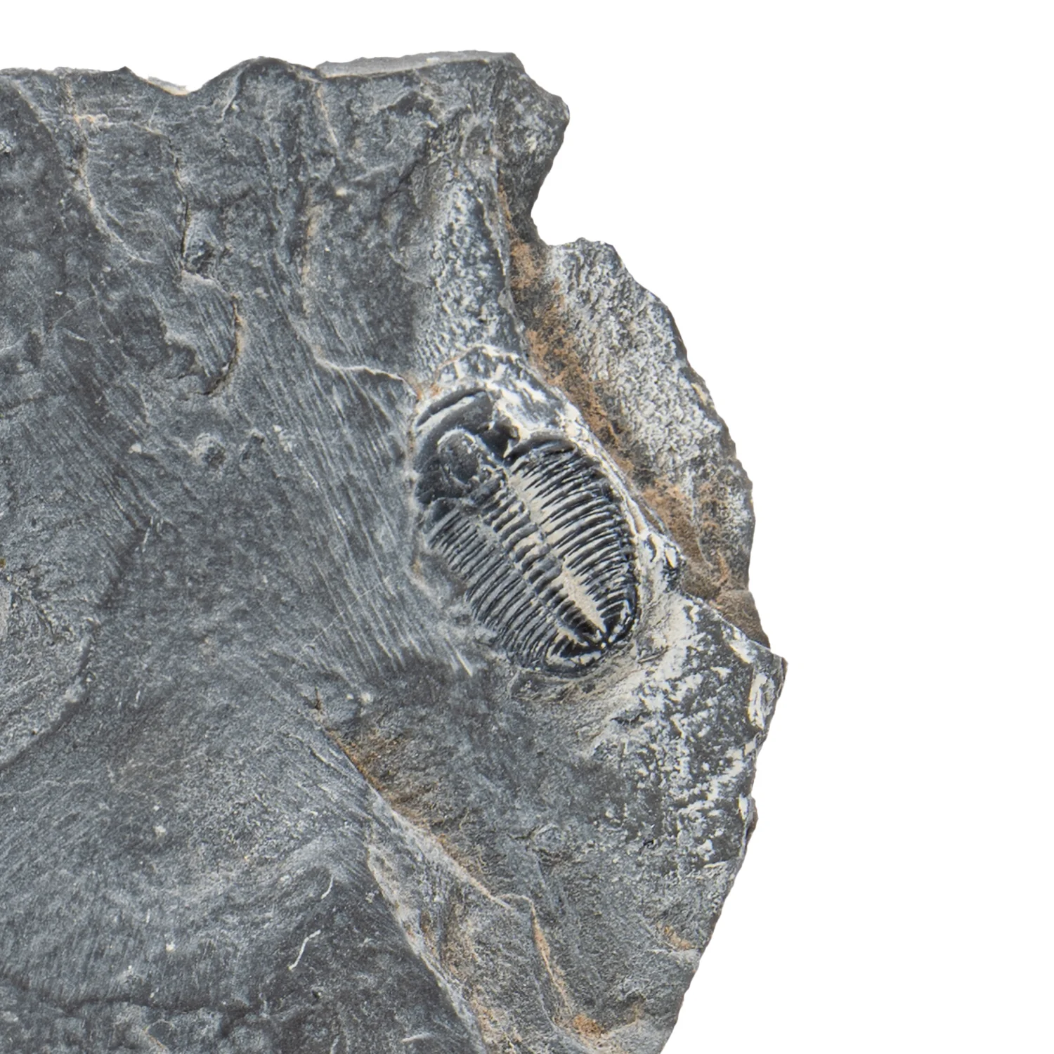 Wheeler Shale Trilobite - SOLD 4.67" - Image 2