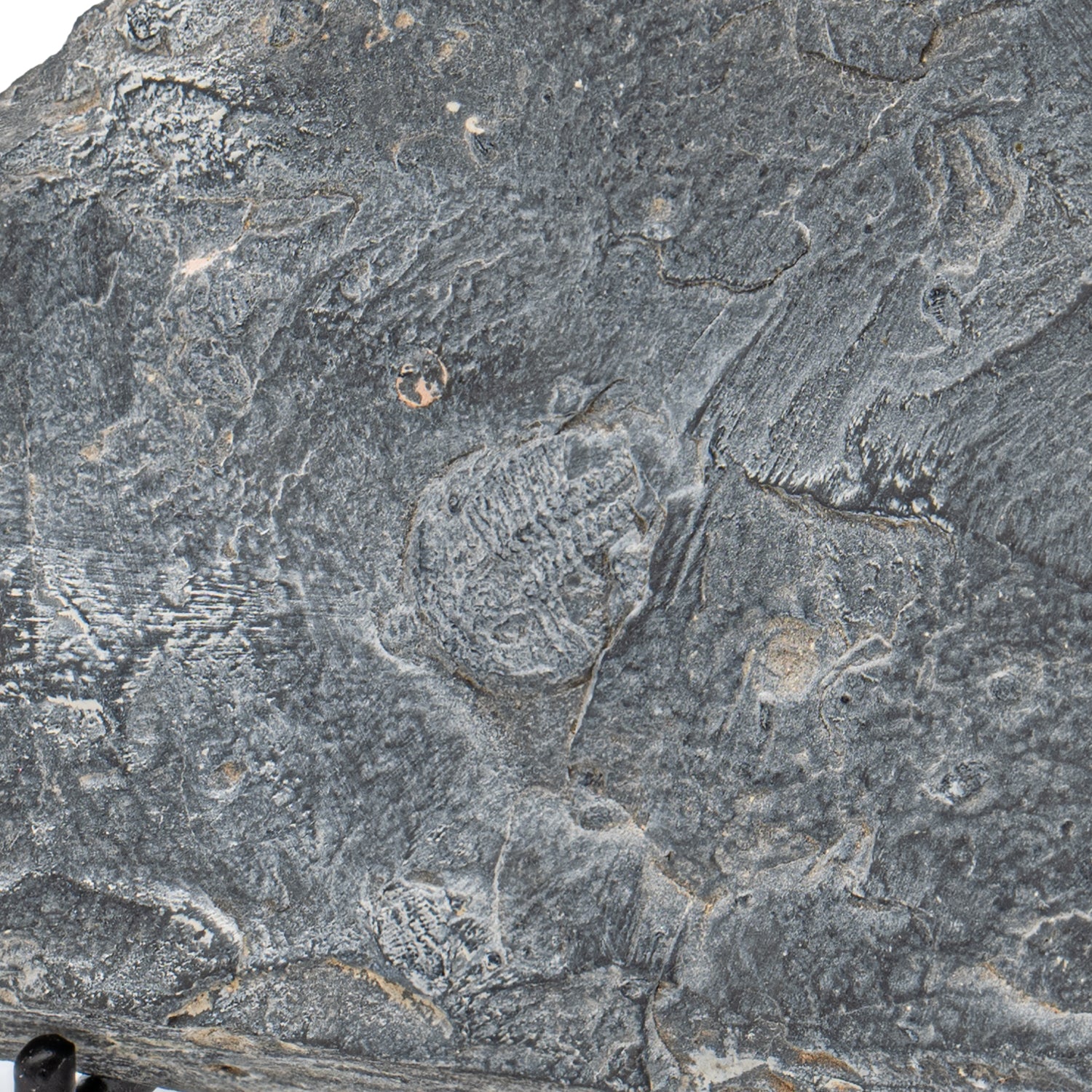 Wheeler Shale Trilobite - SOLD 4.67" - Image 3