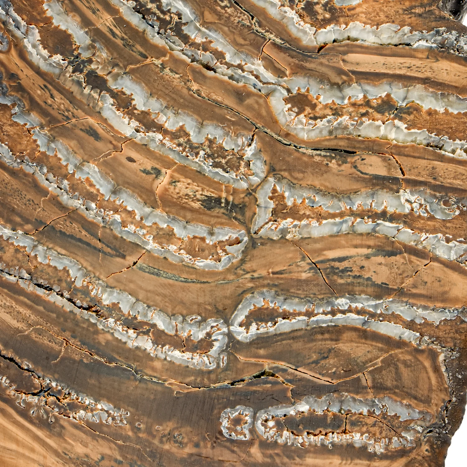 Woolly Mammoth Tooth - SOLD 4.12" Polished Slab - Alaskan - Image 10