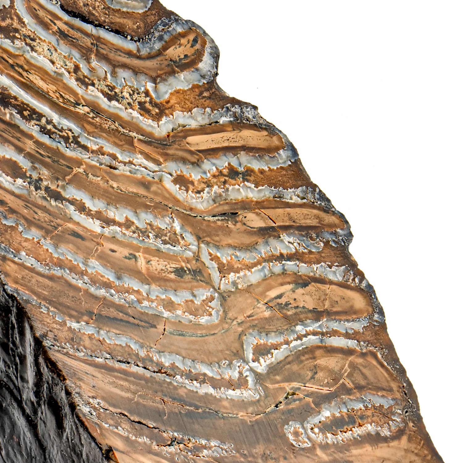 Woolly Mammoth Tooth - SOLD 4.12" Polished Slab - Alaskan - Image 2