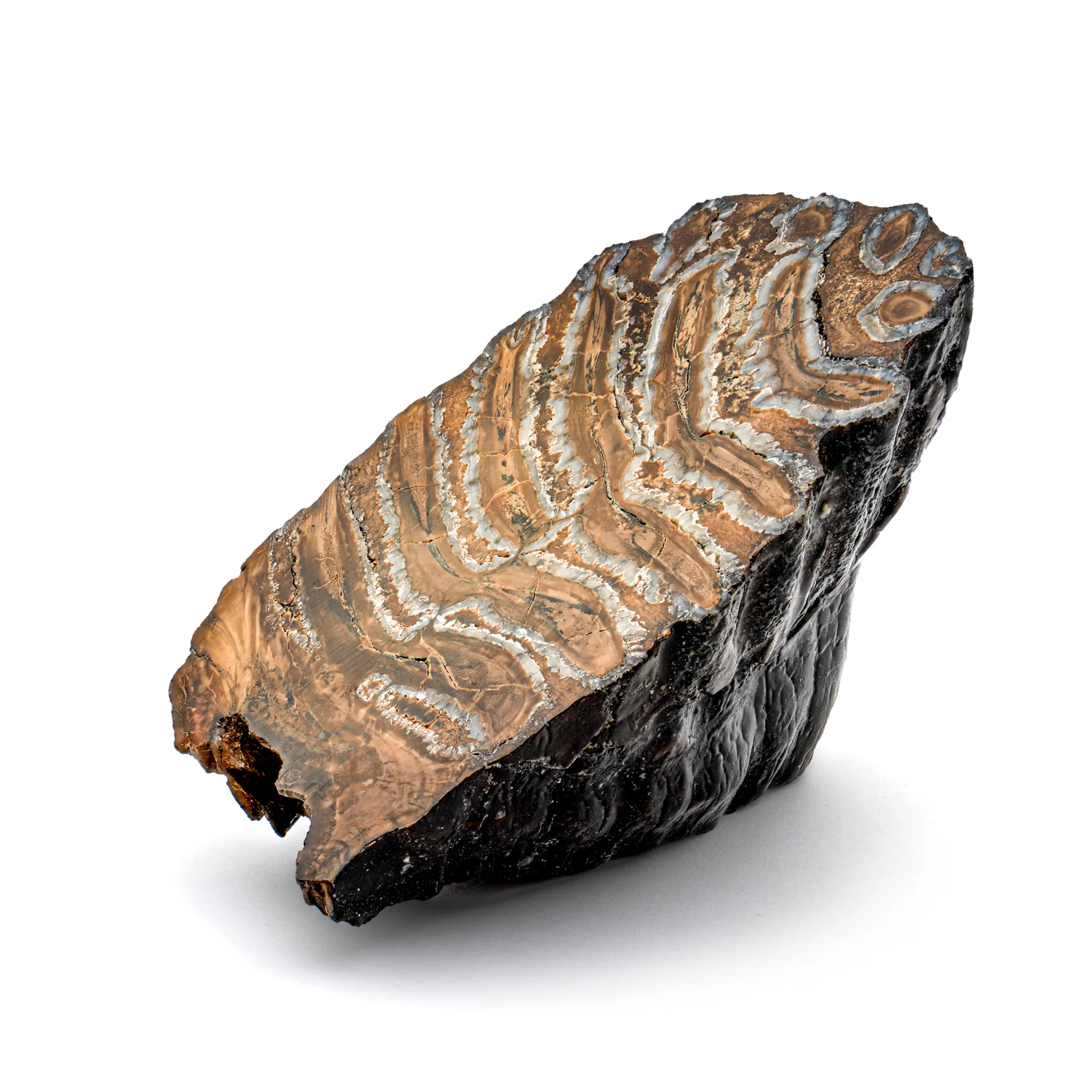 Woolly Mammoth Tooth - SOLD 4.12" Polished Slab - Alaskan - Image 7
