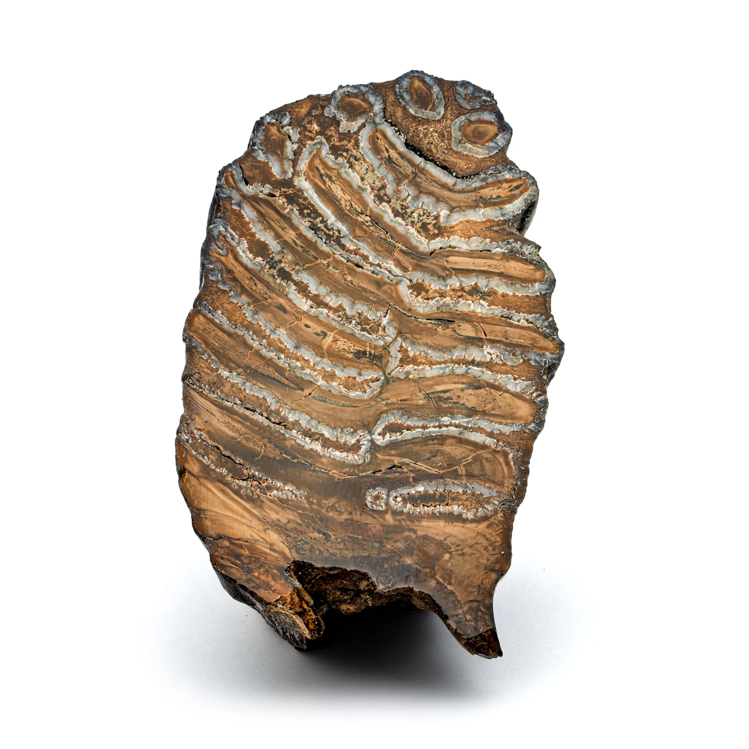 Woolly Mammoth Tooth - SOLD 4.12" Polished Slab - Alaskan - Image 8