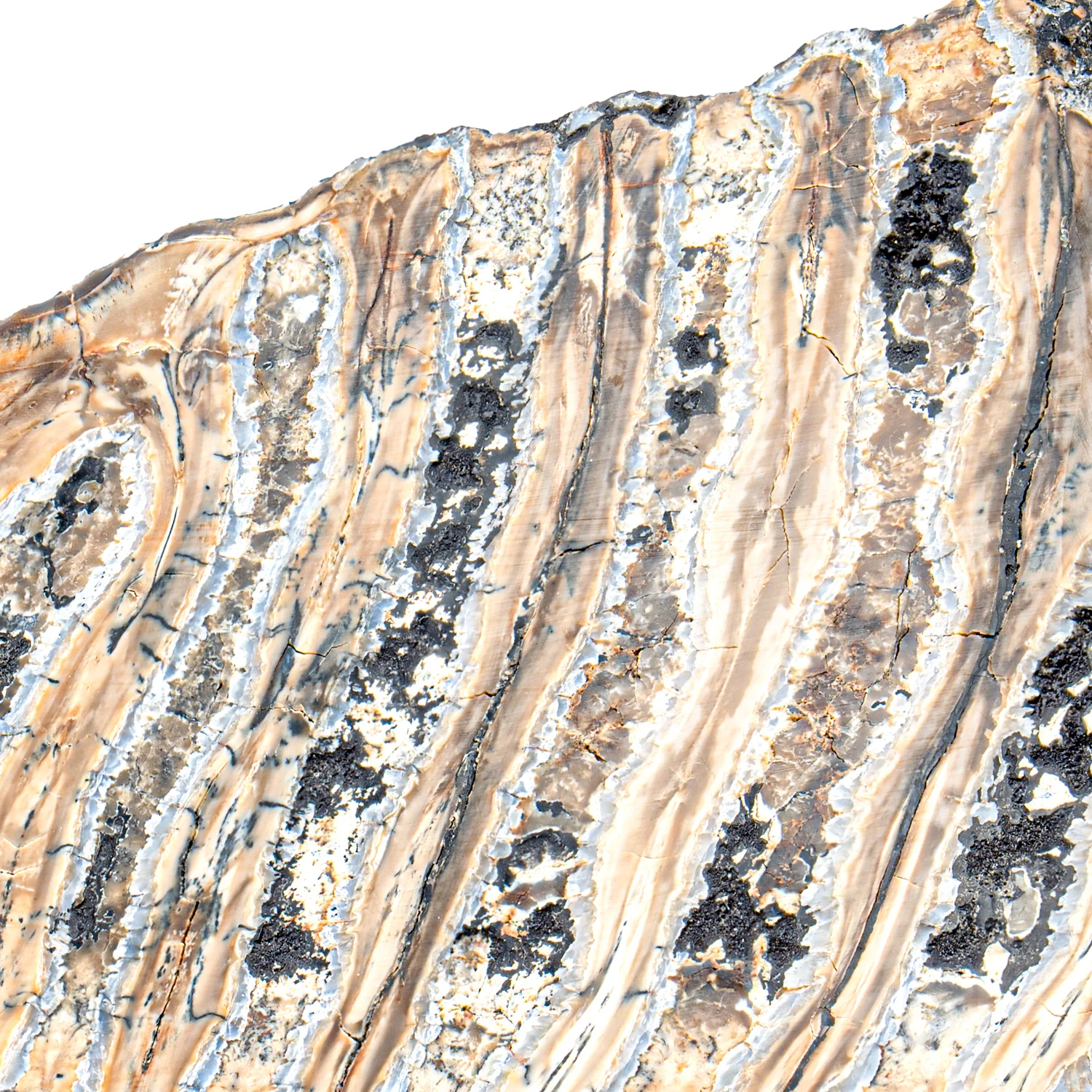 Woolly Mammoth Tooth - SOLD 4.56" Polished Slab - Alaskan - Image 3