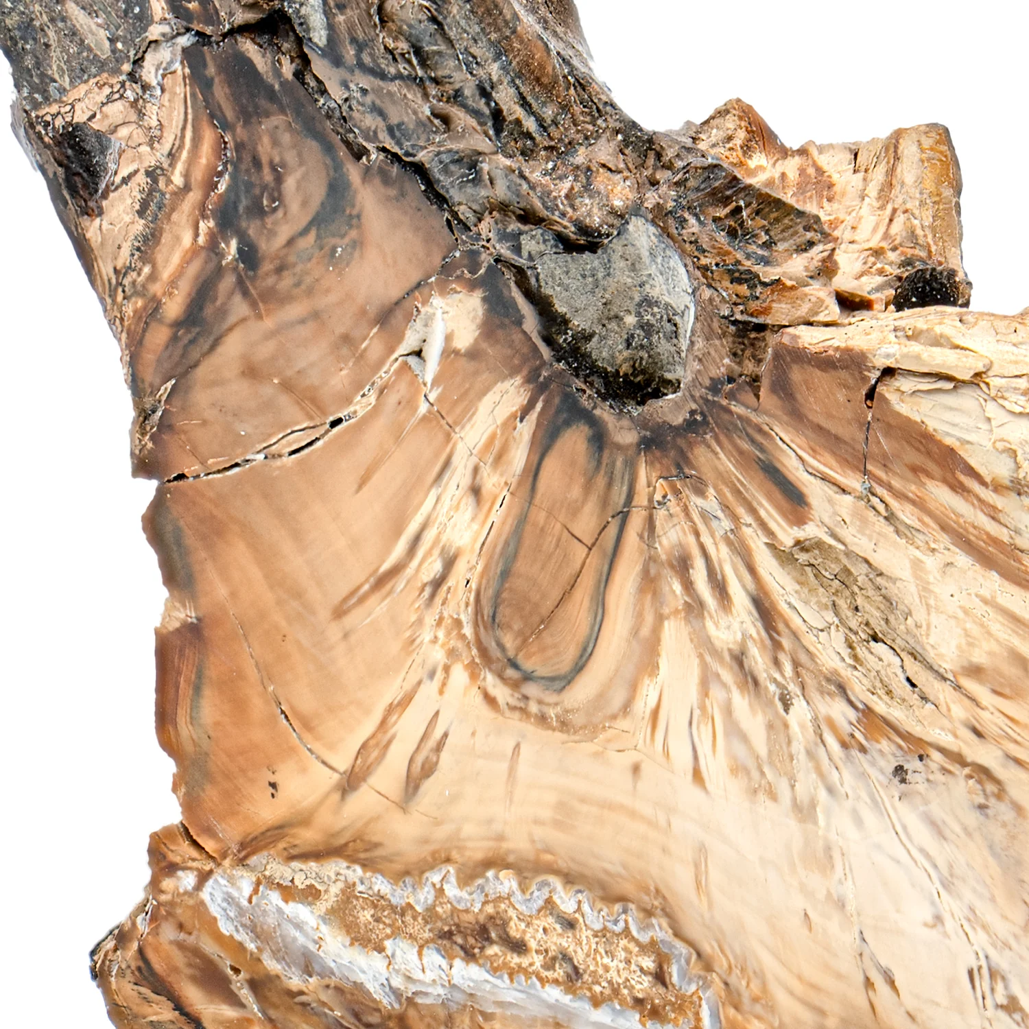 Woolly Mammoth Tooth - SOLD 4.59" Polished Slab - Alaskan - Image 2
