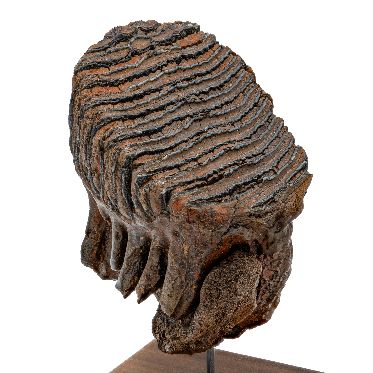 Woolly Mammoth Tooth - SOLD 4.83" Full Tooth with Stand - Alaskan - Image 2