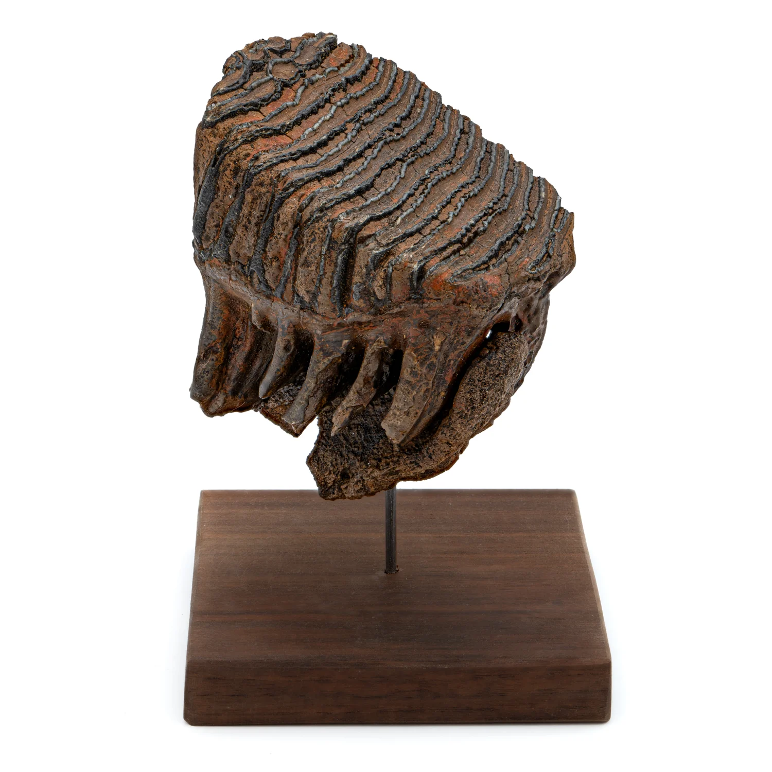 Woolly Mammoth Tooth - SOLD 4.83" Full Tooth with Stand - Alaskan - Image 3