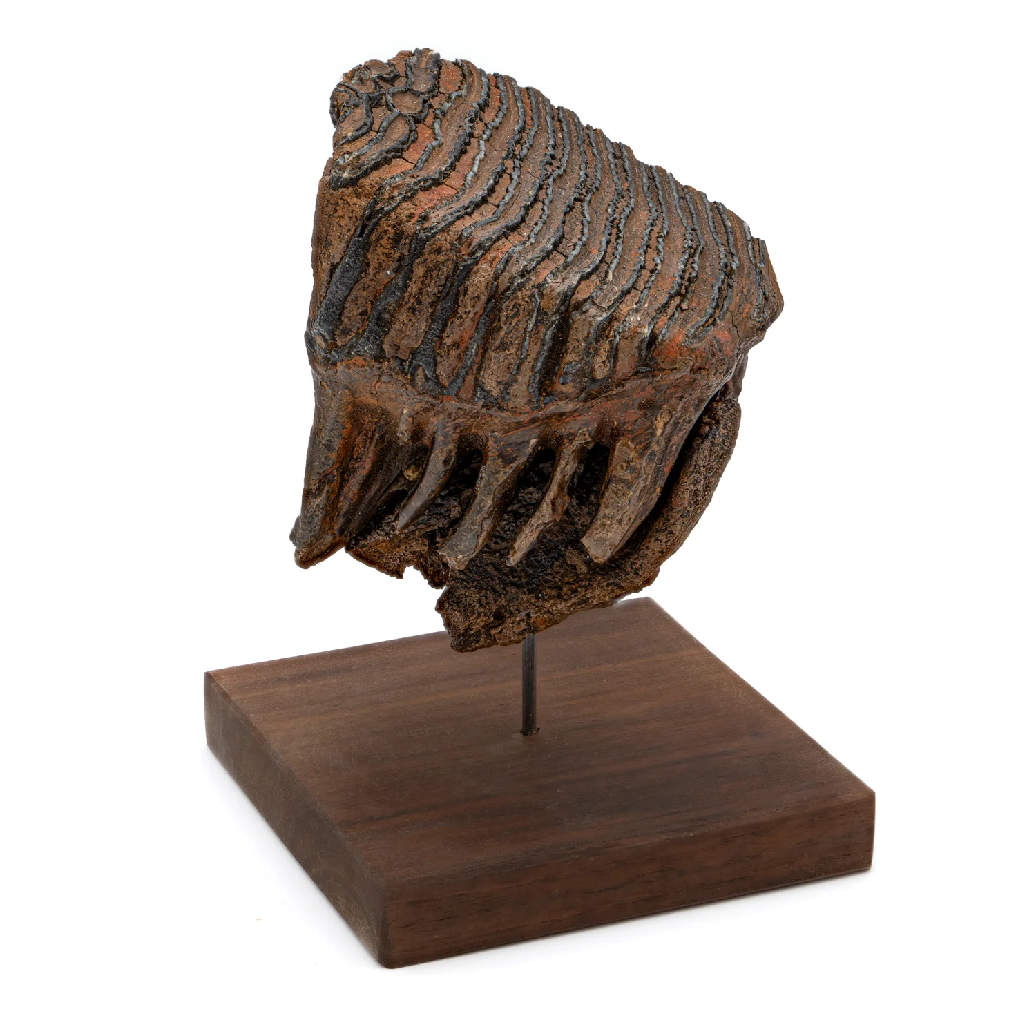 Woolly Mammoth Tooth - SOLD 4.83" Full Tooth with Stand - Alaskan - Image 4