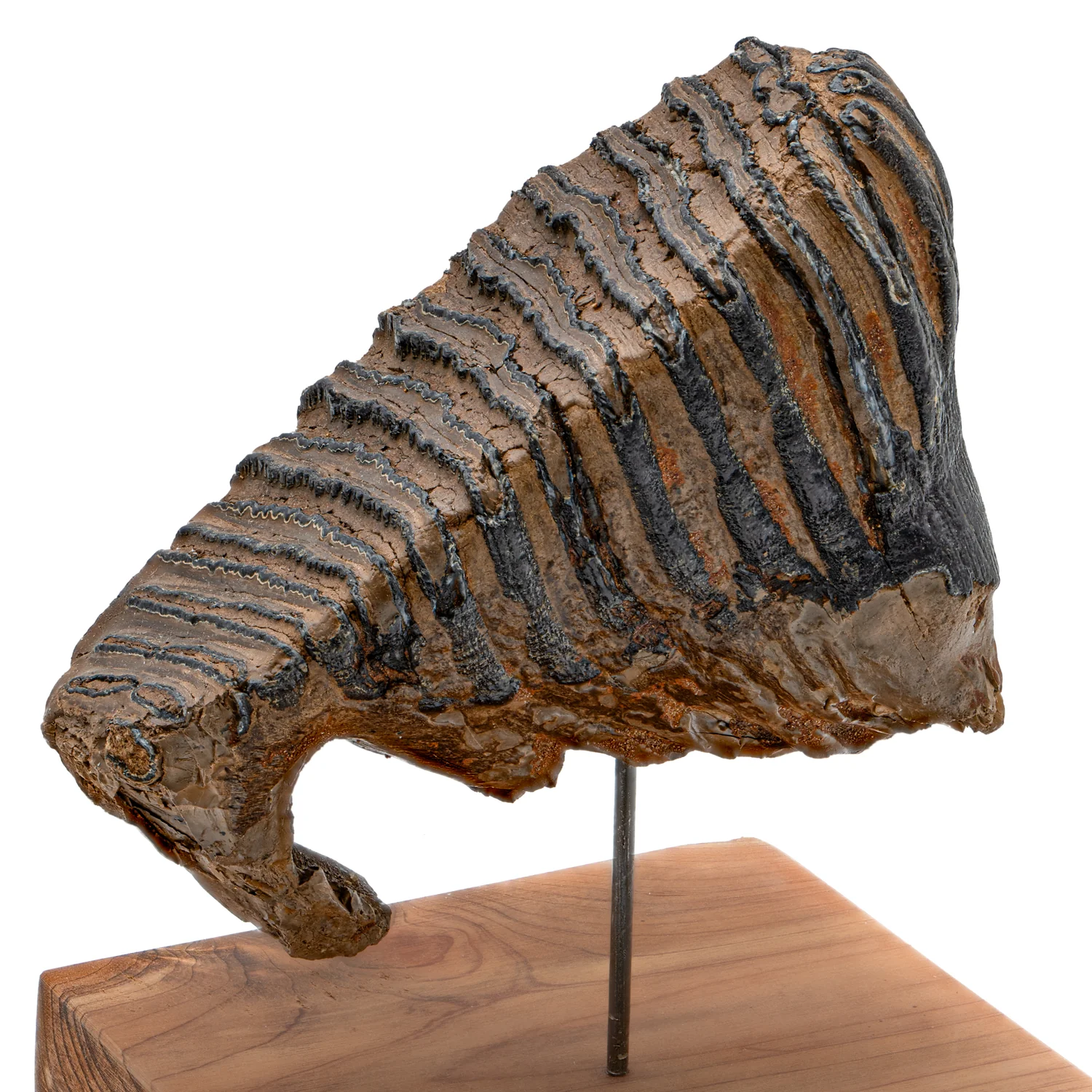 Woolly Mammoth Tooth - SOLD 5.59" wide, 3.99" tall Full Tooth with Stand - Alaskan - Image 2