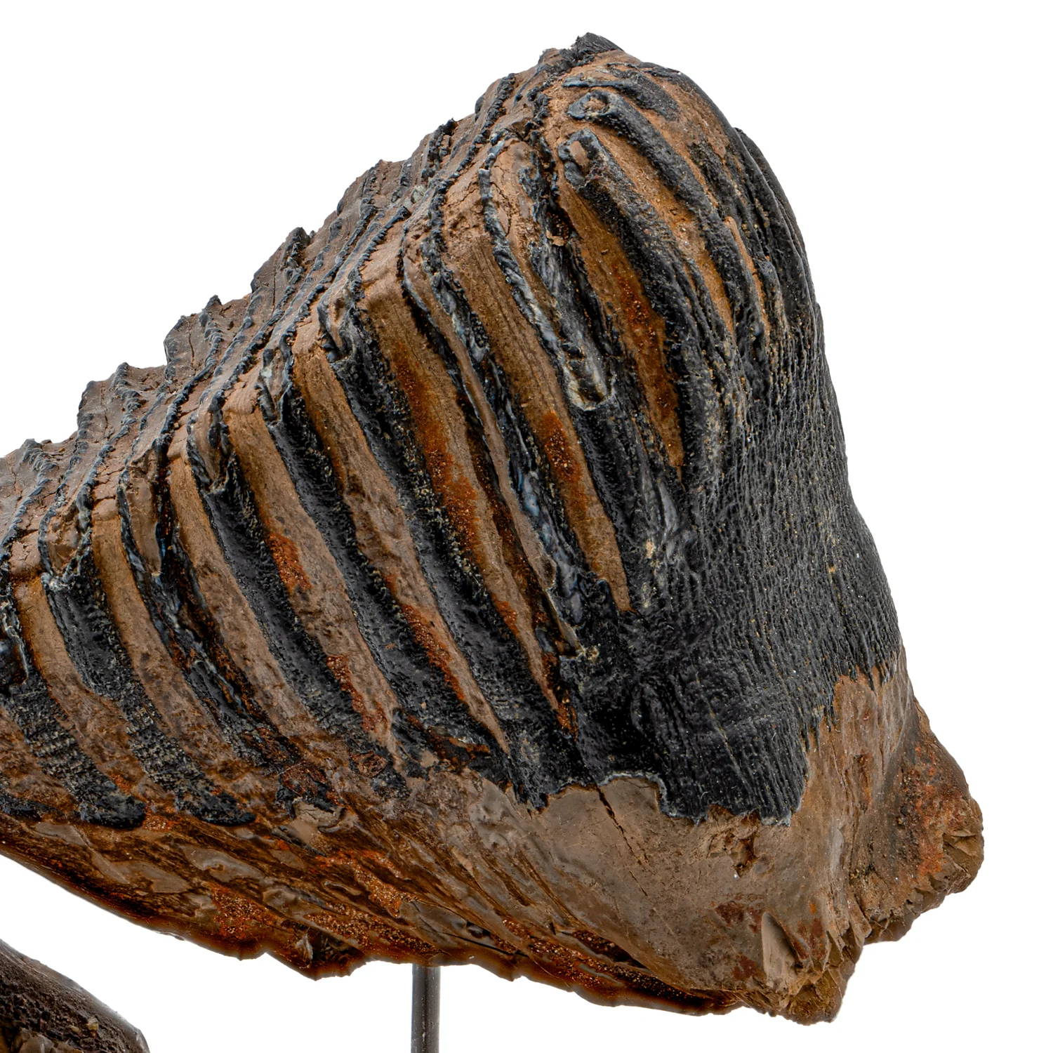Woolly Mammoth Tooth - SOLD 5.59" wide, 3.99" tall Full Tooth with Stand - Alaskan - Image 3