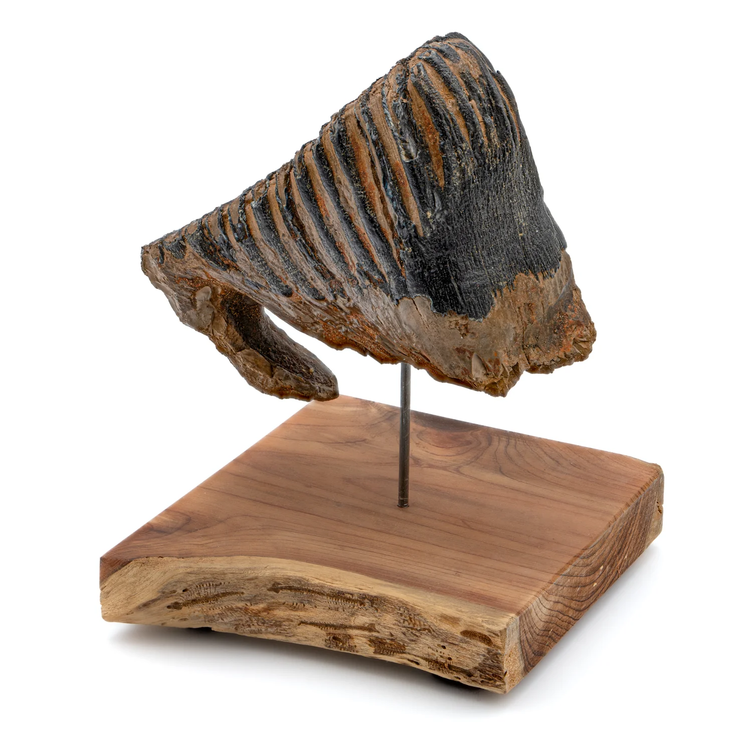 Woolly Mammoth Tooth - SOLD 5.59" wide, 3.99" tall Full Tooth with Stand - Alaskan - Image 4