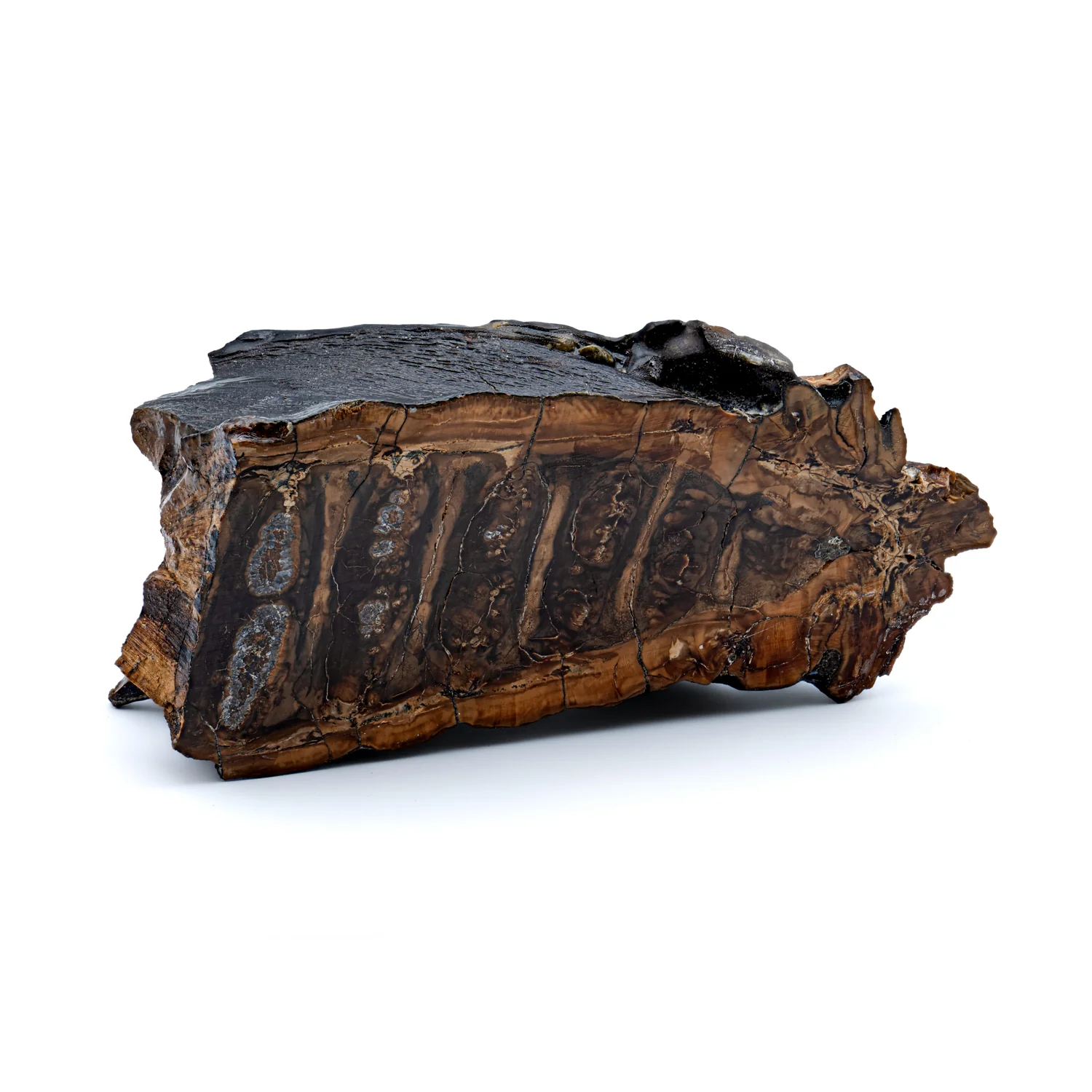 Woolly Mammoth Tooth - SOLD 5.83" Polished Slab - Alaskan - Image 2
