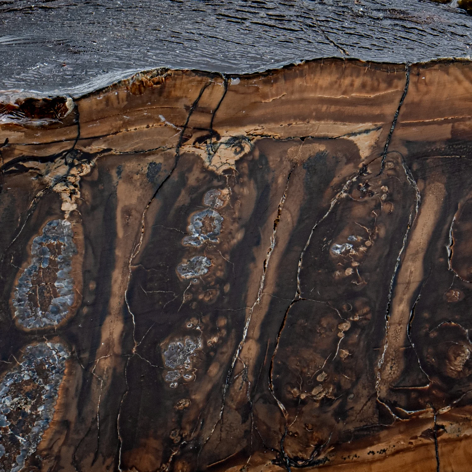 Woolly Mammoth Tooth - SOLD 5.83" Polished Slab - Alaskan - Image 4